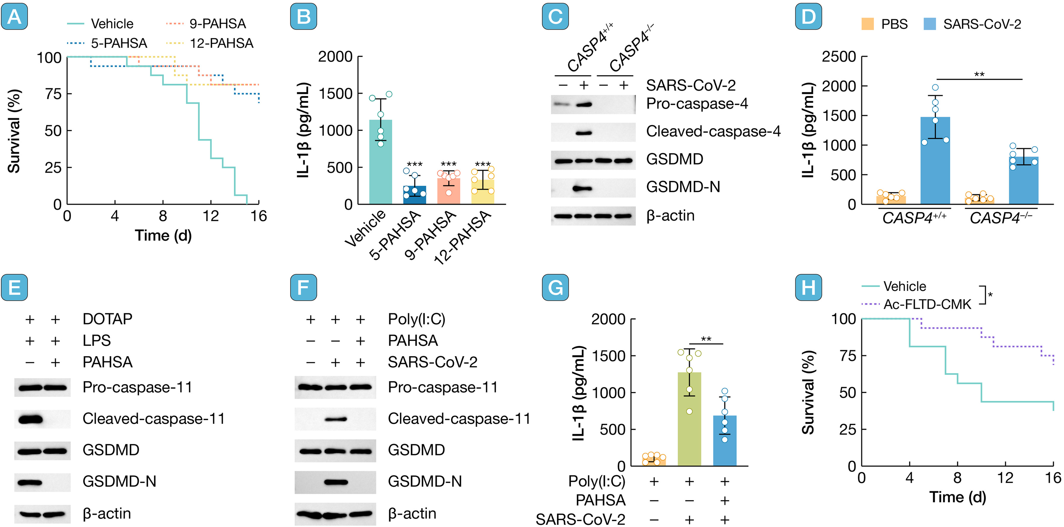 Palmitic acid esters of hydroxy stearic acid suppresses SARS-CoV-2 infection thr.jpg