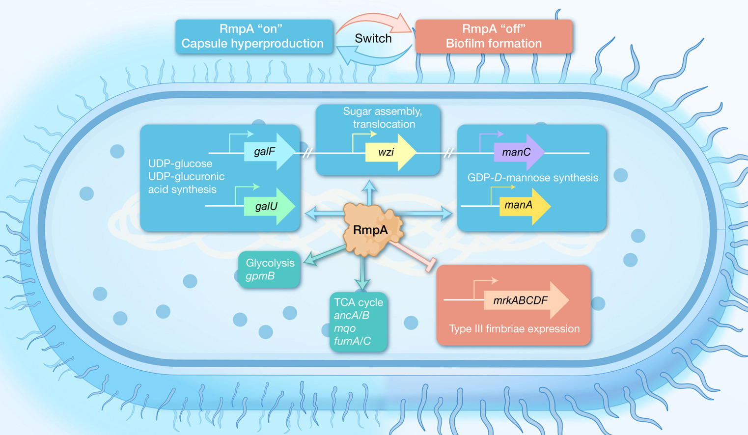 RmpA drives metabolic reprogramming to modulate the phenotypic switch between hy.jpg