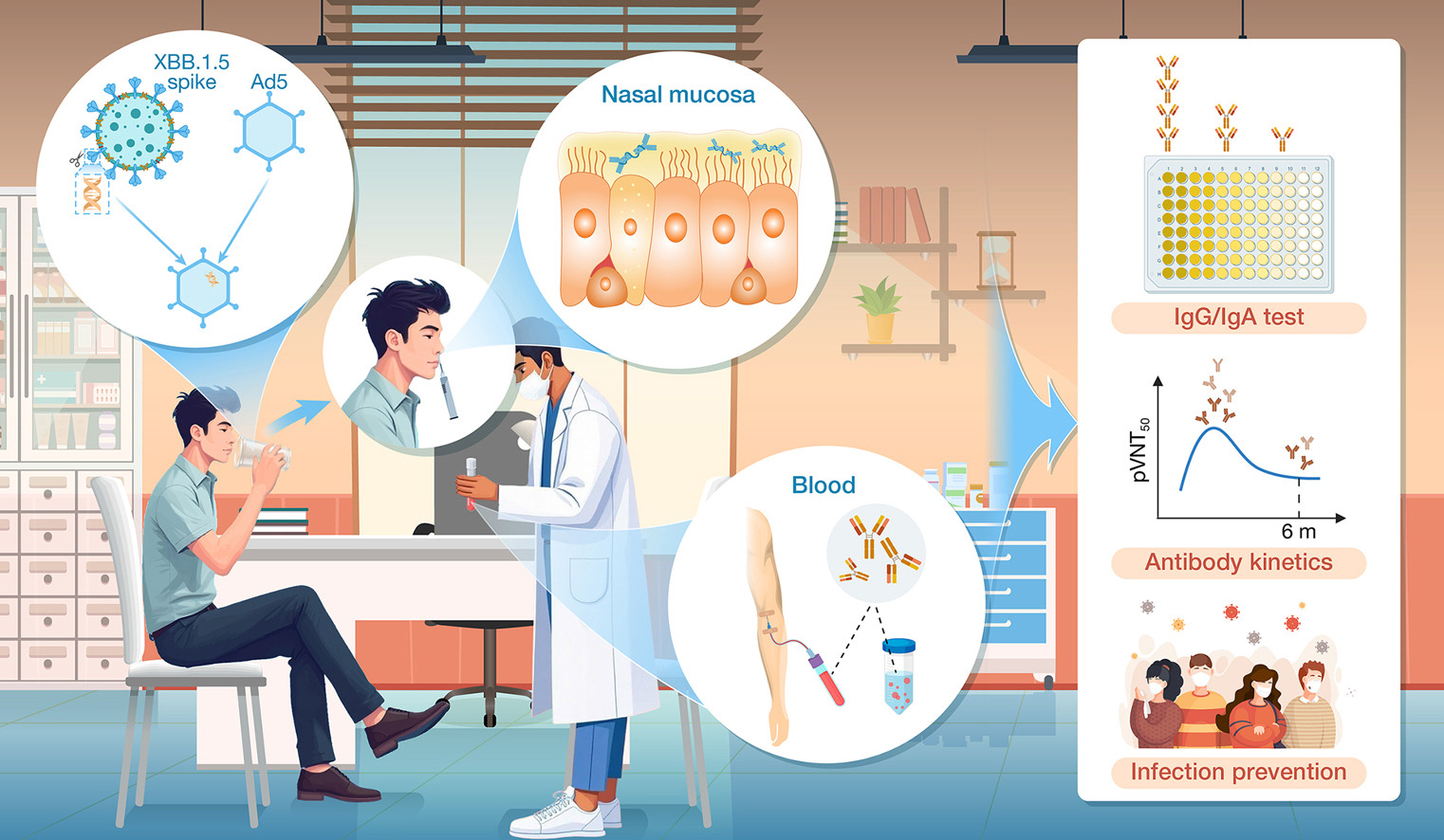 Mucosal adenovirus vaccine Ad5-XBB.1.5 boosting elicits nasal IgA and transientl.jpg