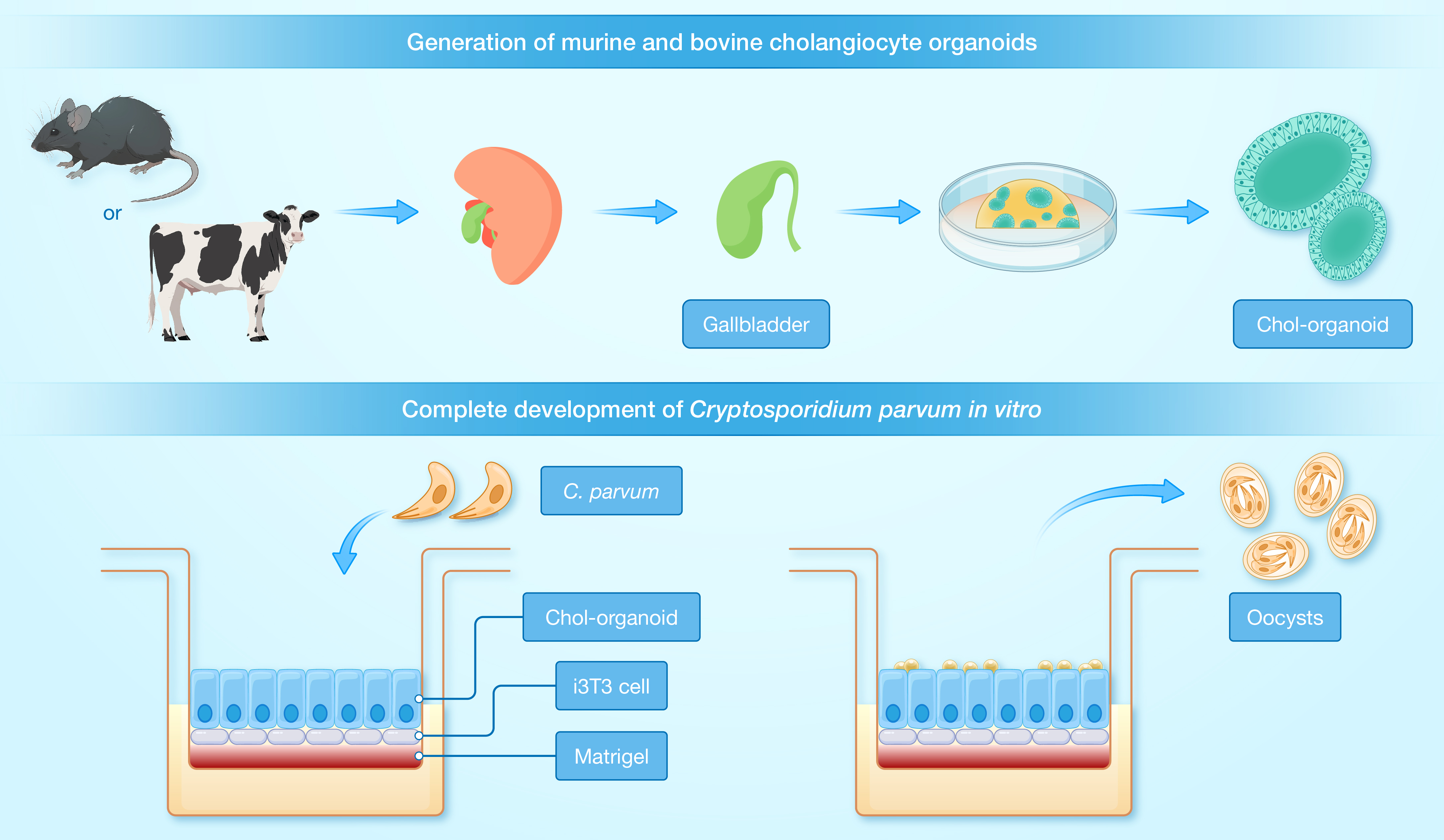 HLIFE-D-24-00038_ҫ_article_GA2 column.jpg
