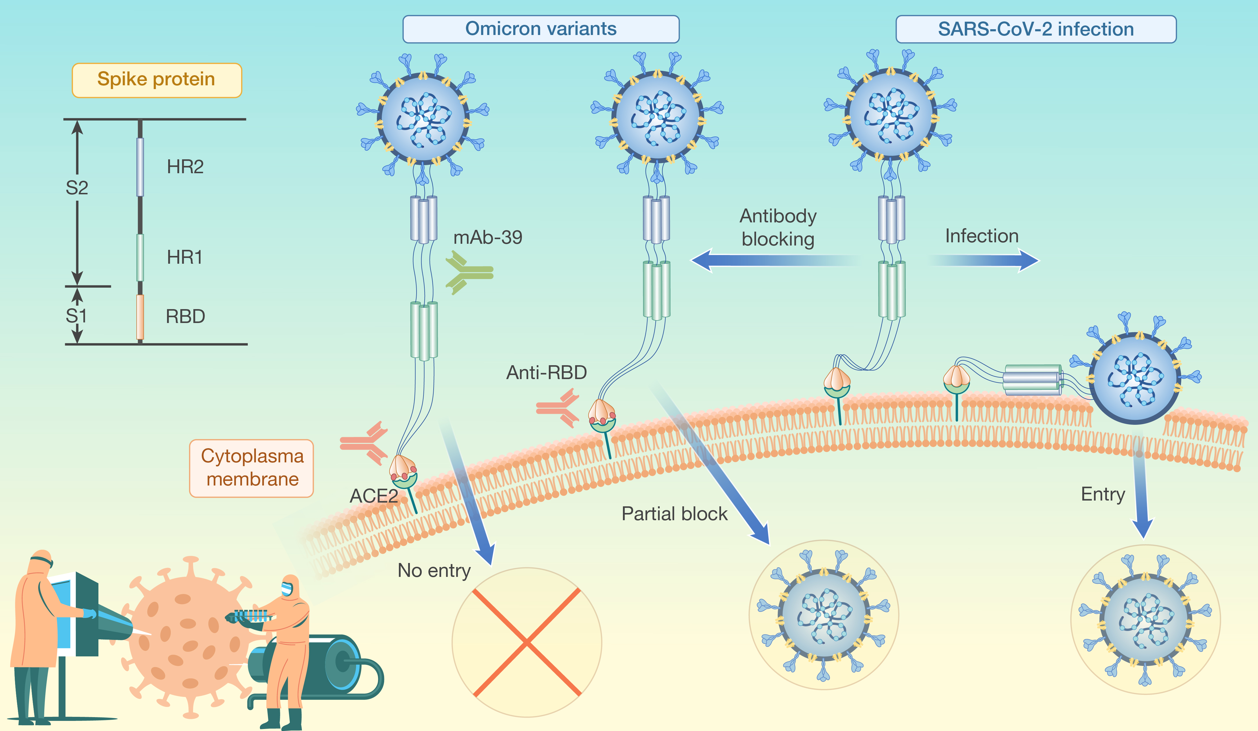 A human monoclonal antibody neutralizes SARS-CoV-2 Omicron variants by targeting.jpg