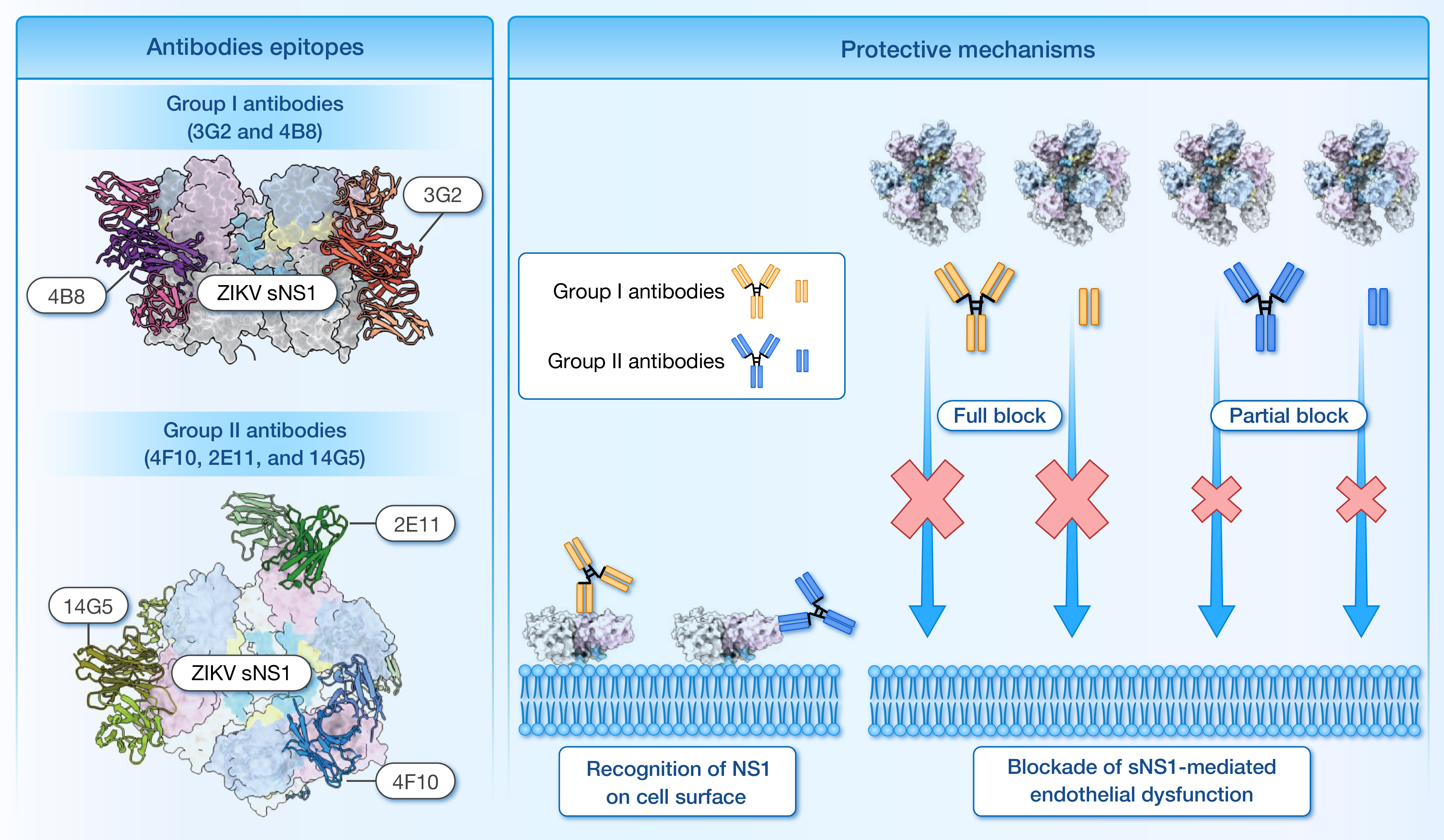 Structural insights into the distinct protective mechanisms of human antibodies .jpg
