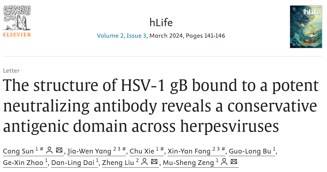 The structure of HSV-1 gB bound to a potent neutralizing antibody reveals a cons.png