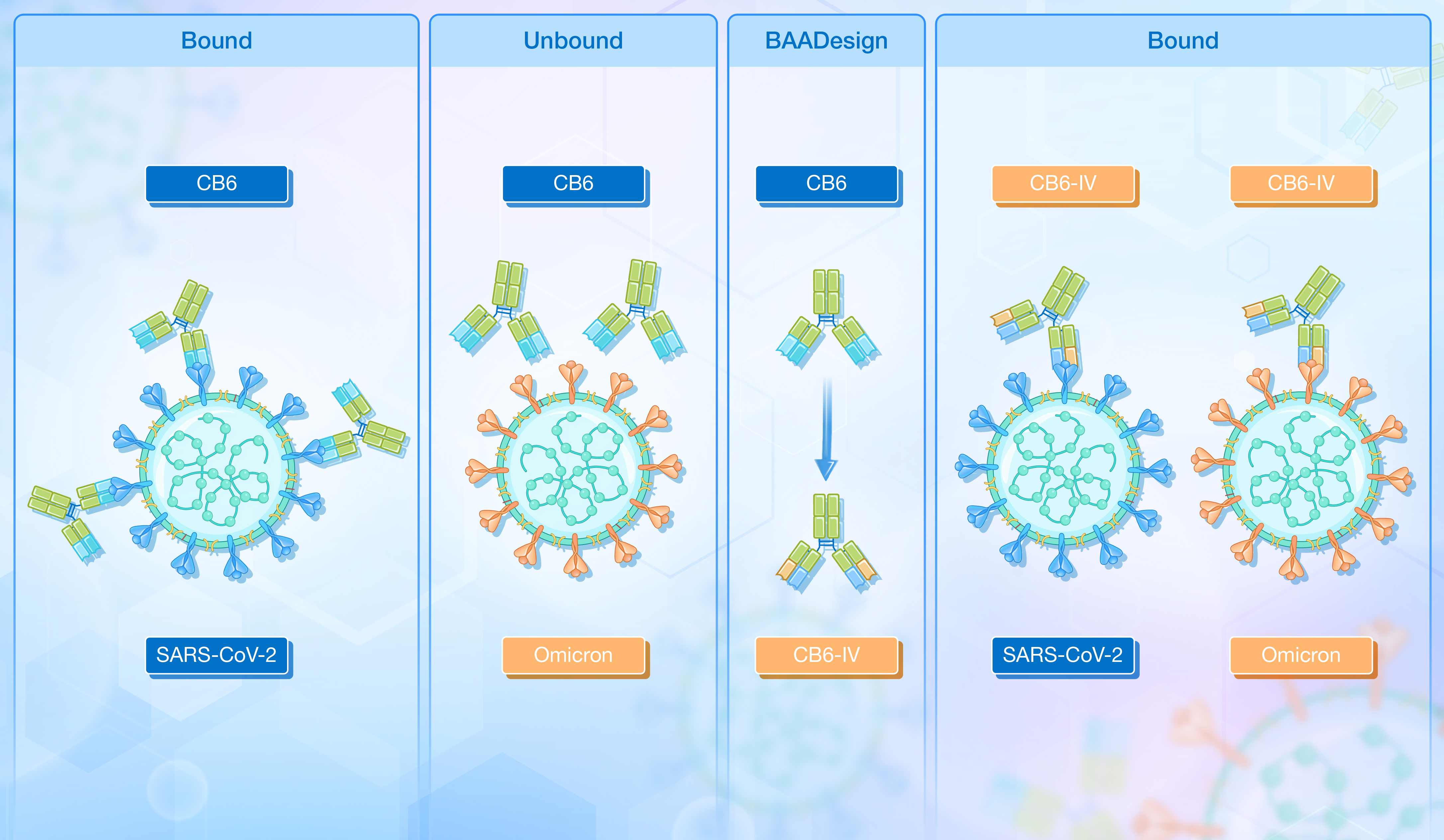 Enabling the immune escaped etesevimab fully-armed against SARS-CoV-2 Omicron su.jpg
