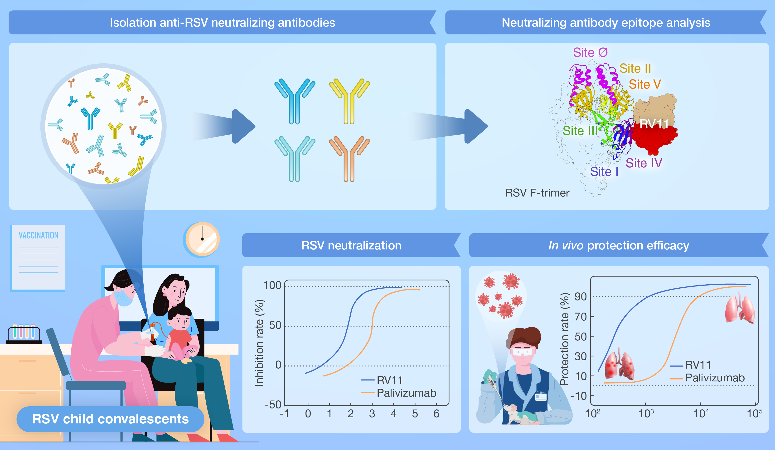 A protective human antibody against respiratory syncytial virus by targeting a p.jpg