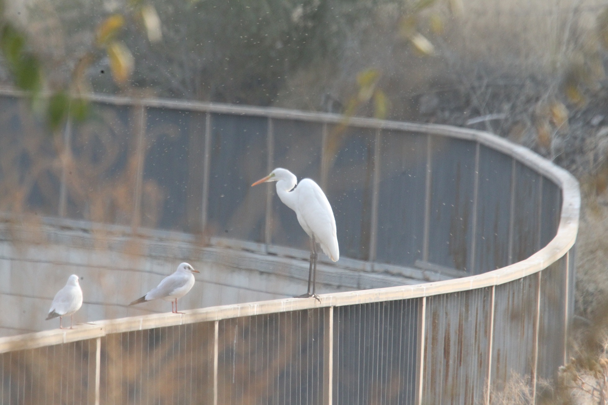 水磨河 大白鹭 马鸣摄_7690a.jpg