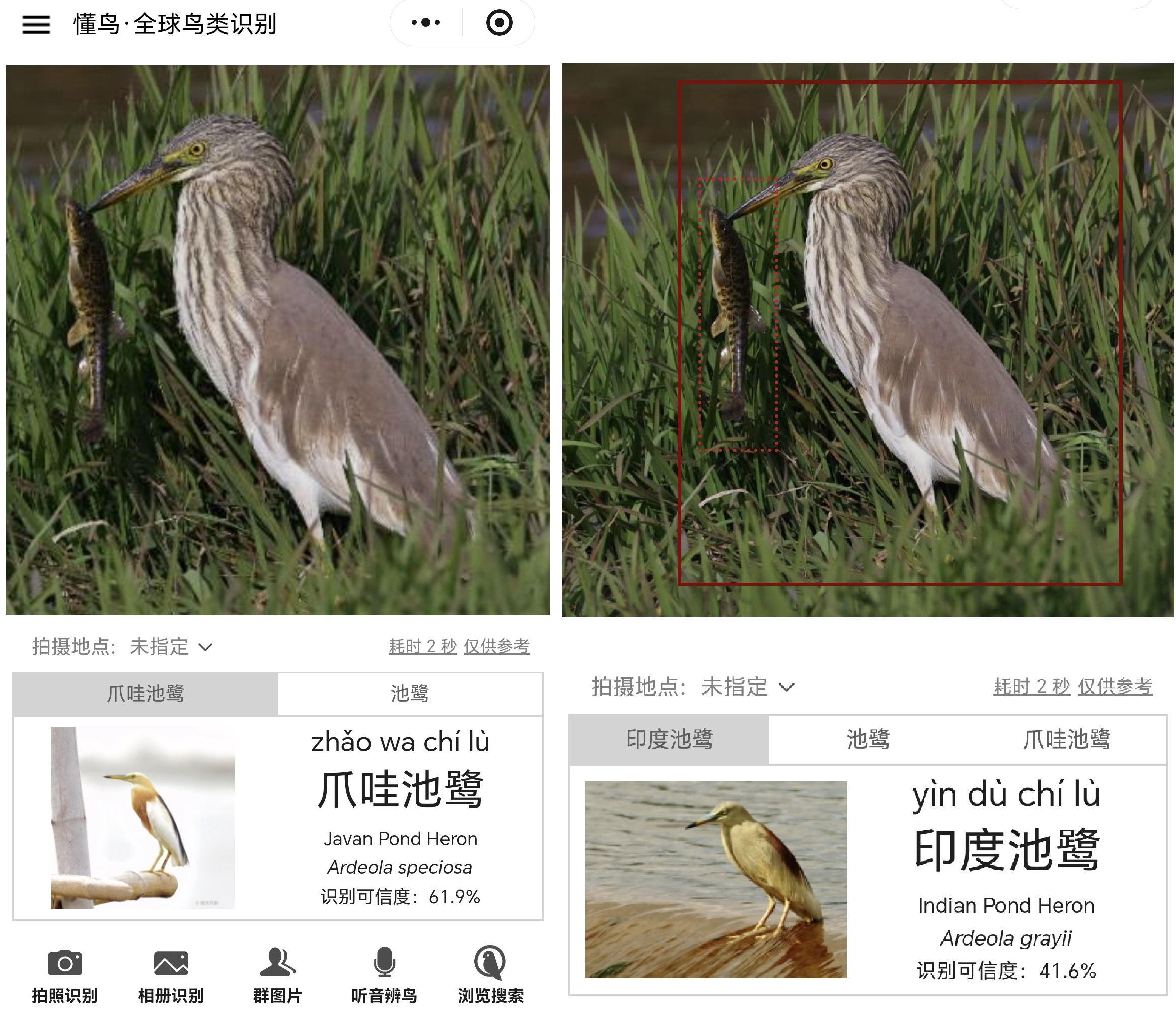 爪哇池鹭 懂鸟_20251031a.jpg