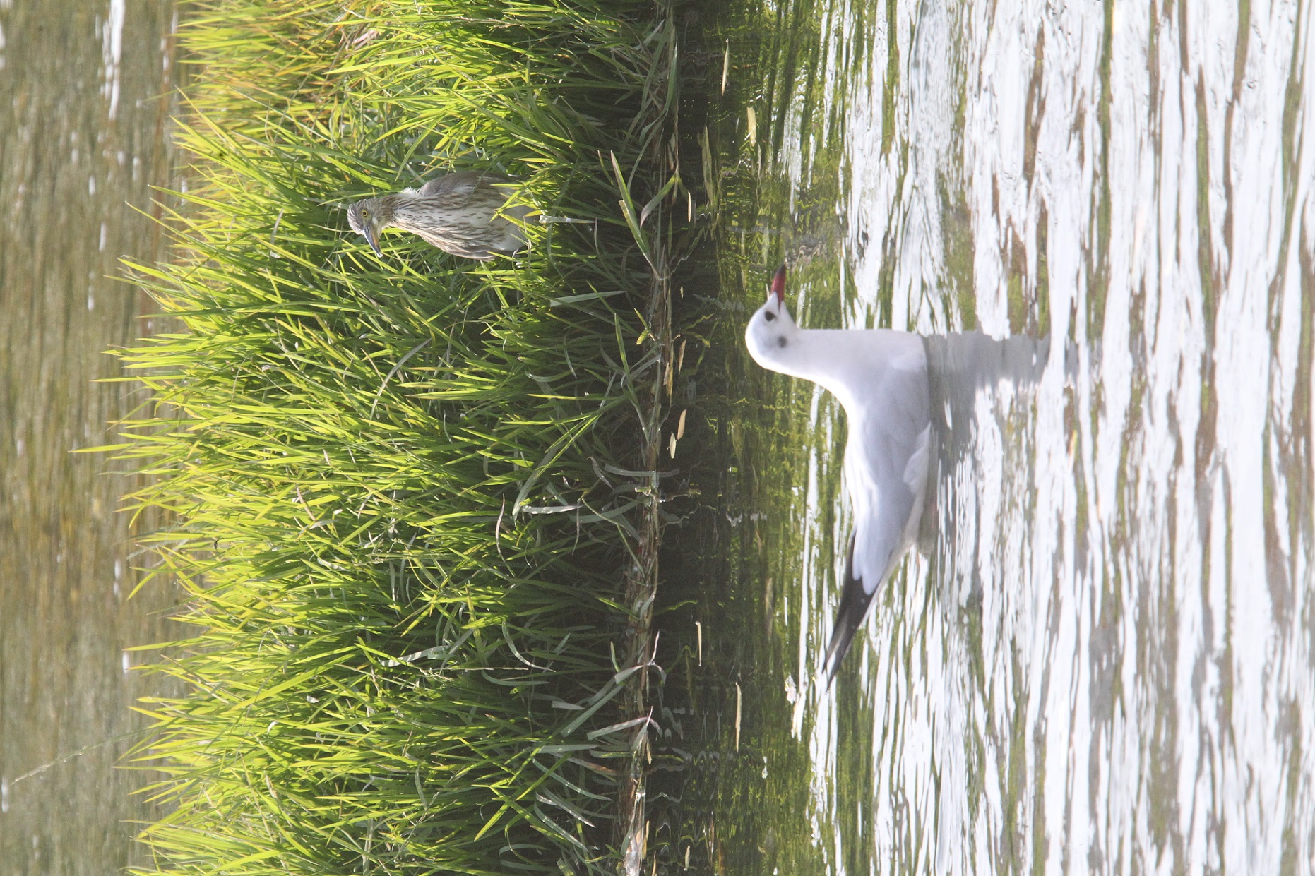 二鸟 马鸣 摄_8501b.jpg