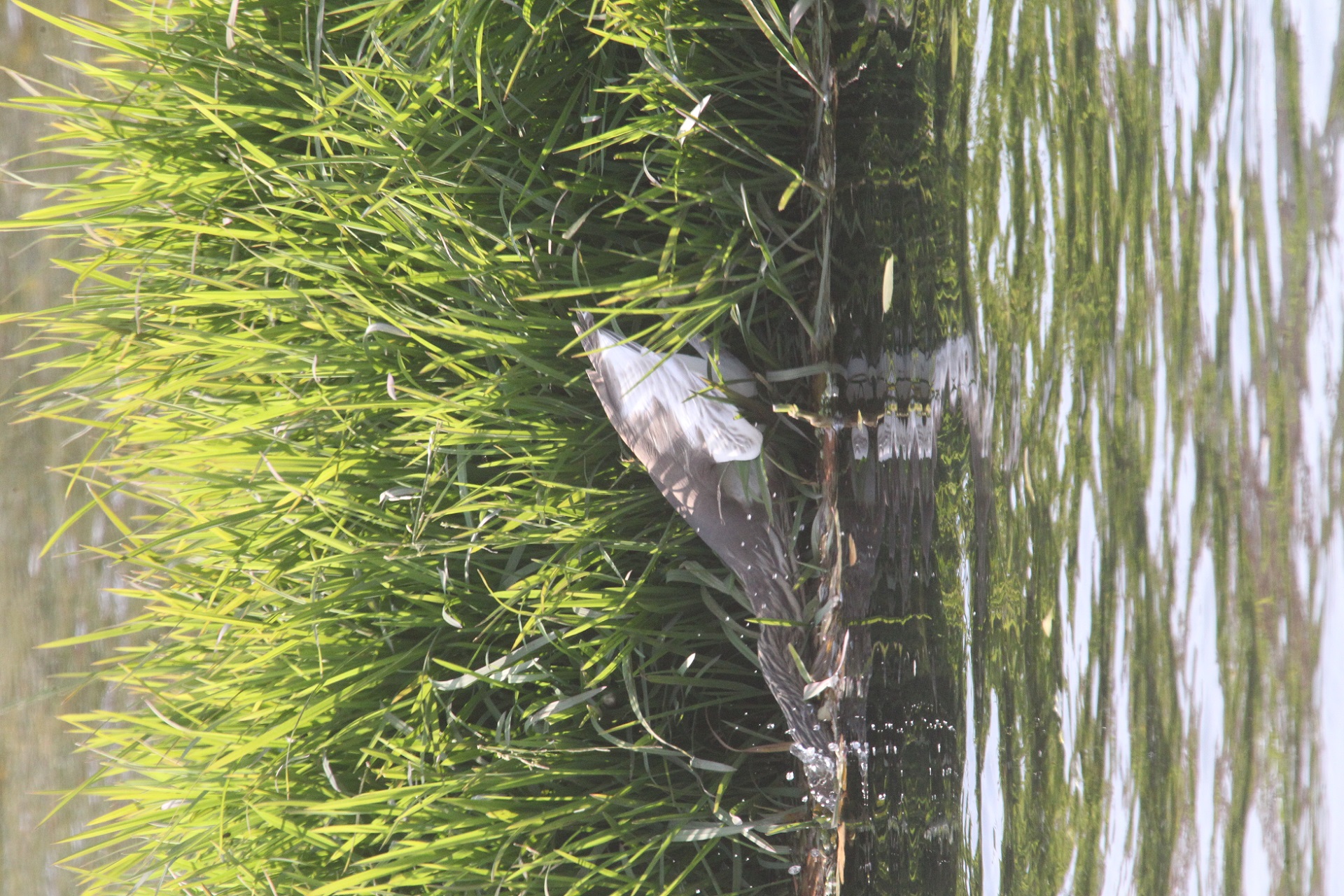 捕鱼瞬间 马鸣 摄_8421b.jpg