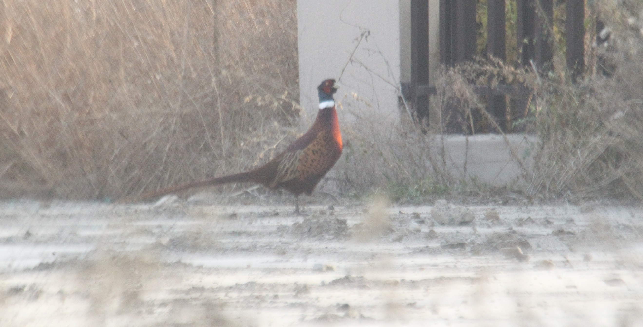 雉鸡 马鸣 摄_7727a.jpg