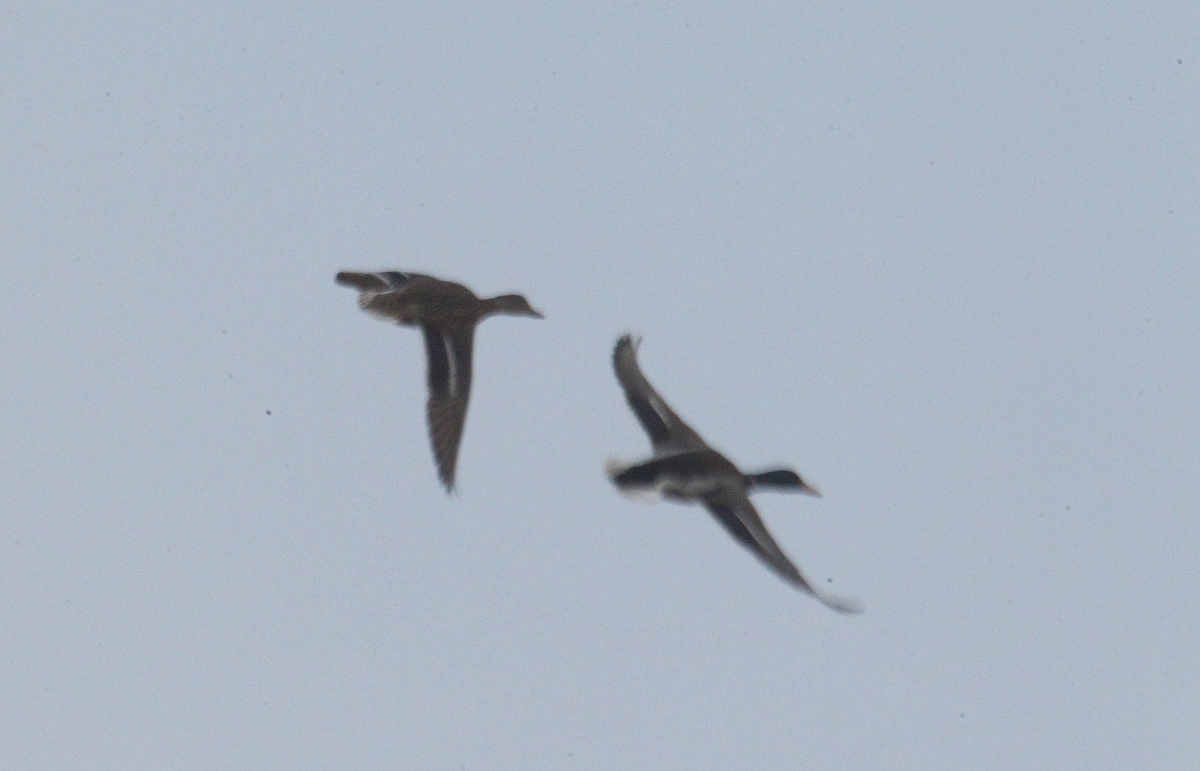 野鸭 马鸣摄_7712a.jpg