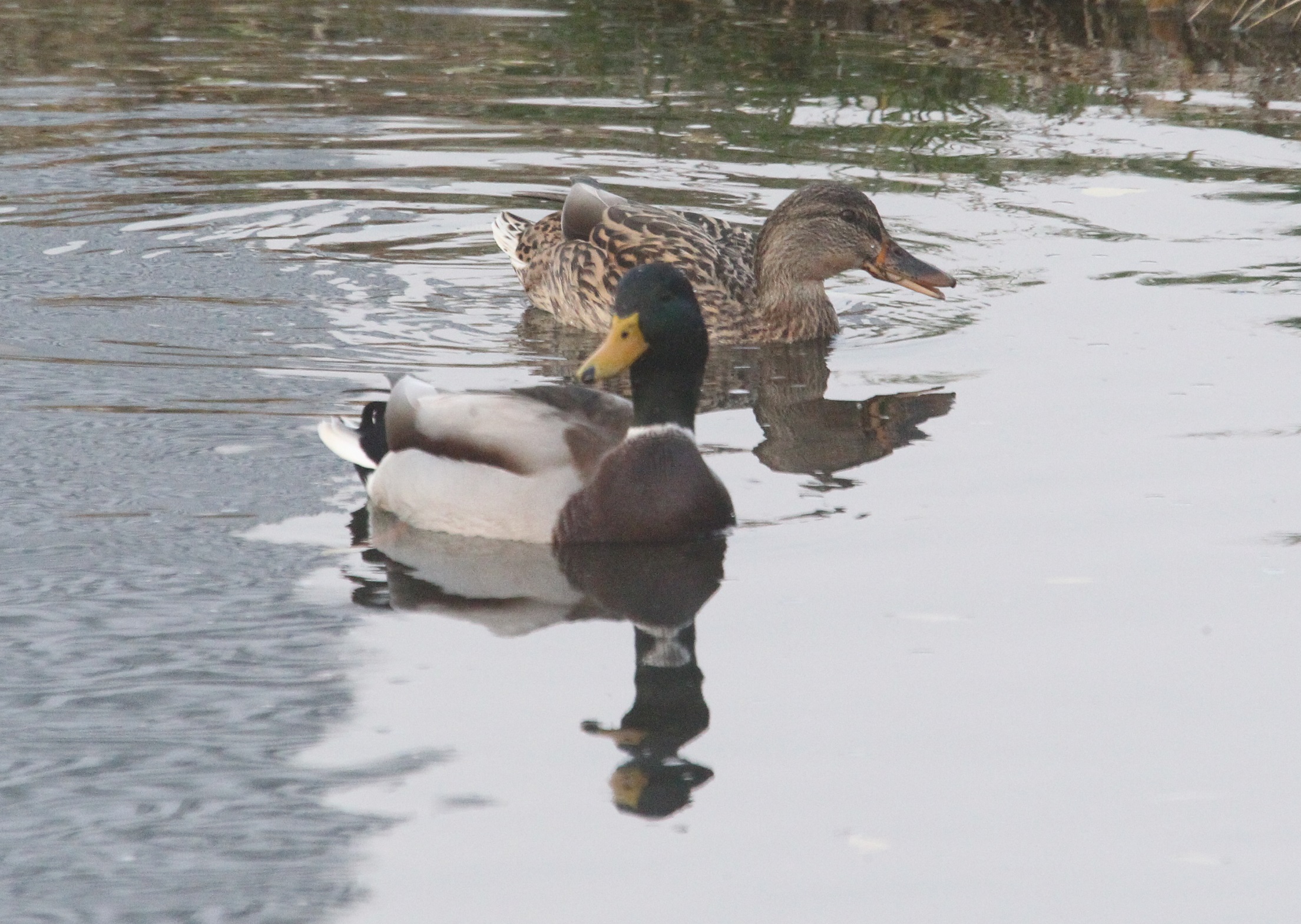一对绿头鸭 马鸣 摄_8370a.jpg