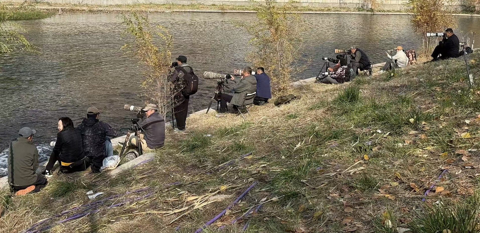 水磨河 印度池鹭 蔡金虎 摄_20251027ab.jpg