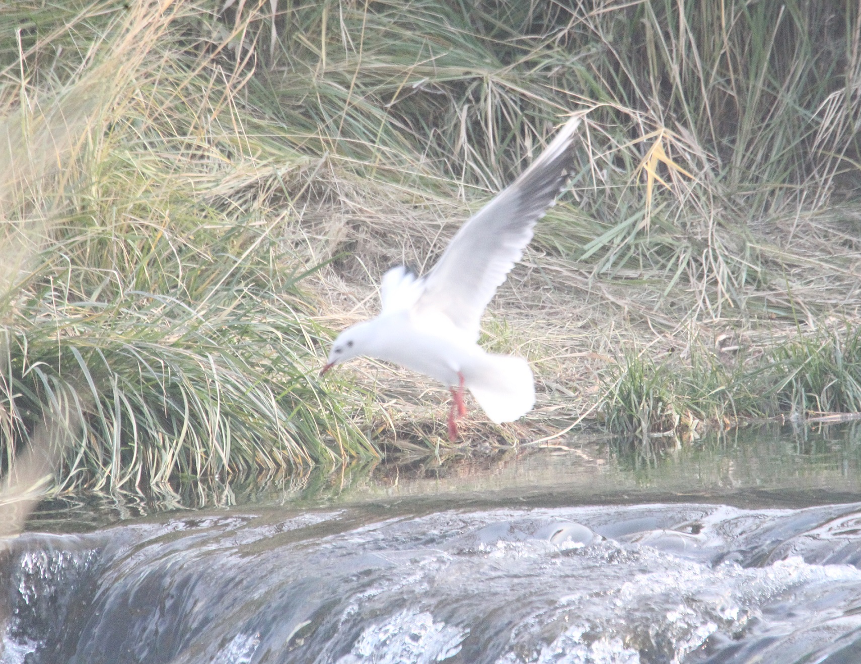 都在捉鱼 马鸣摄_8162a.jpg