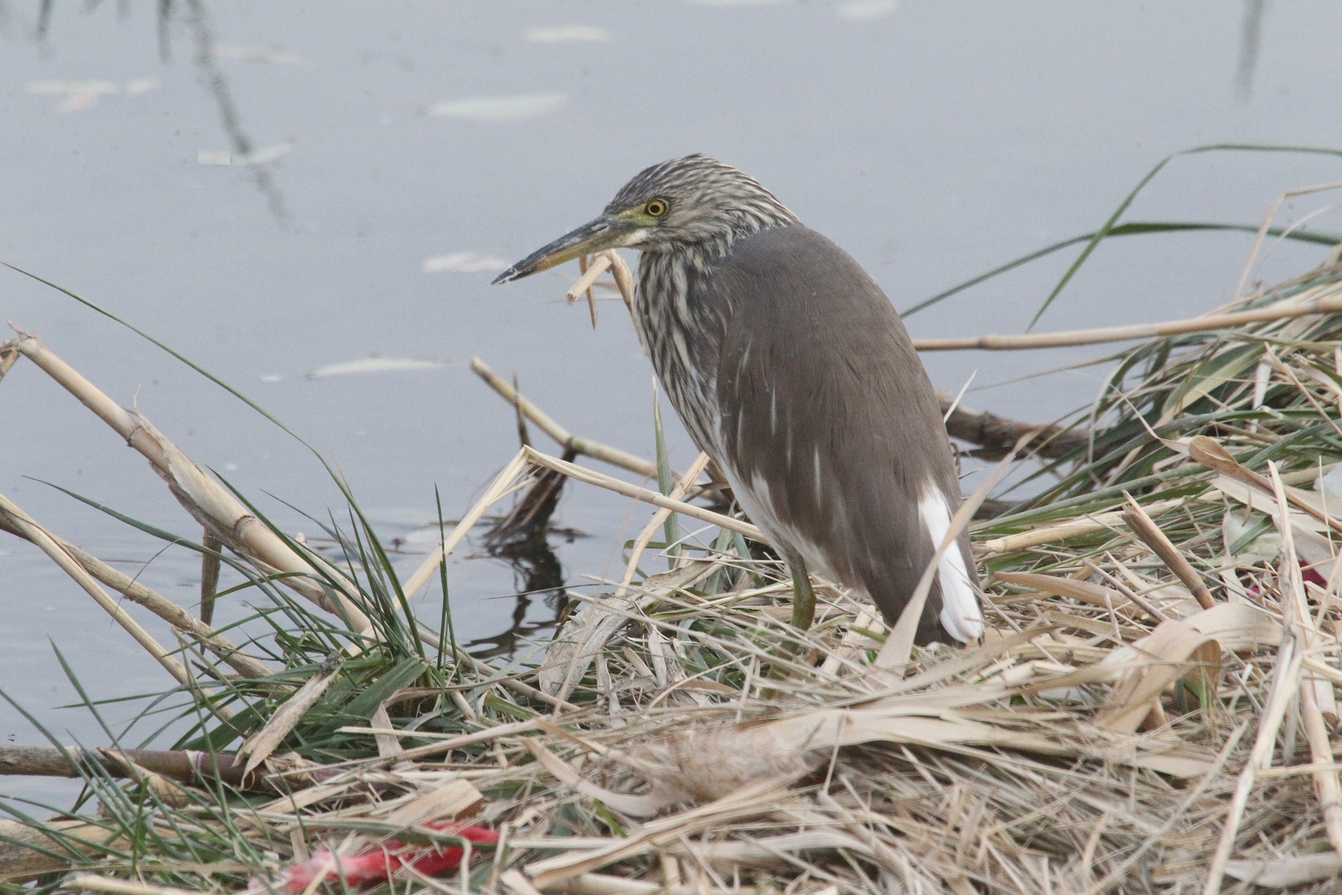 矗立 马鸣 摄_8354a.jpg