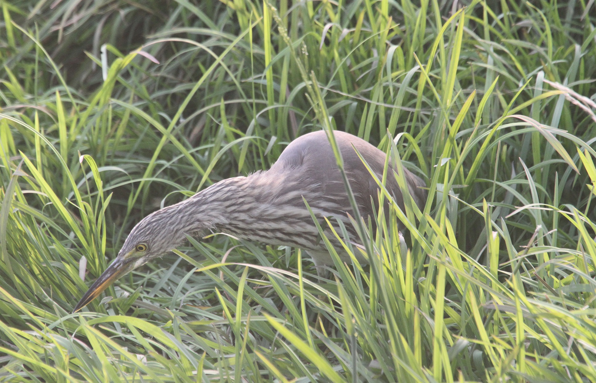 很凶猛 马鸣摄_7772a.jpg