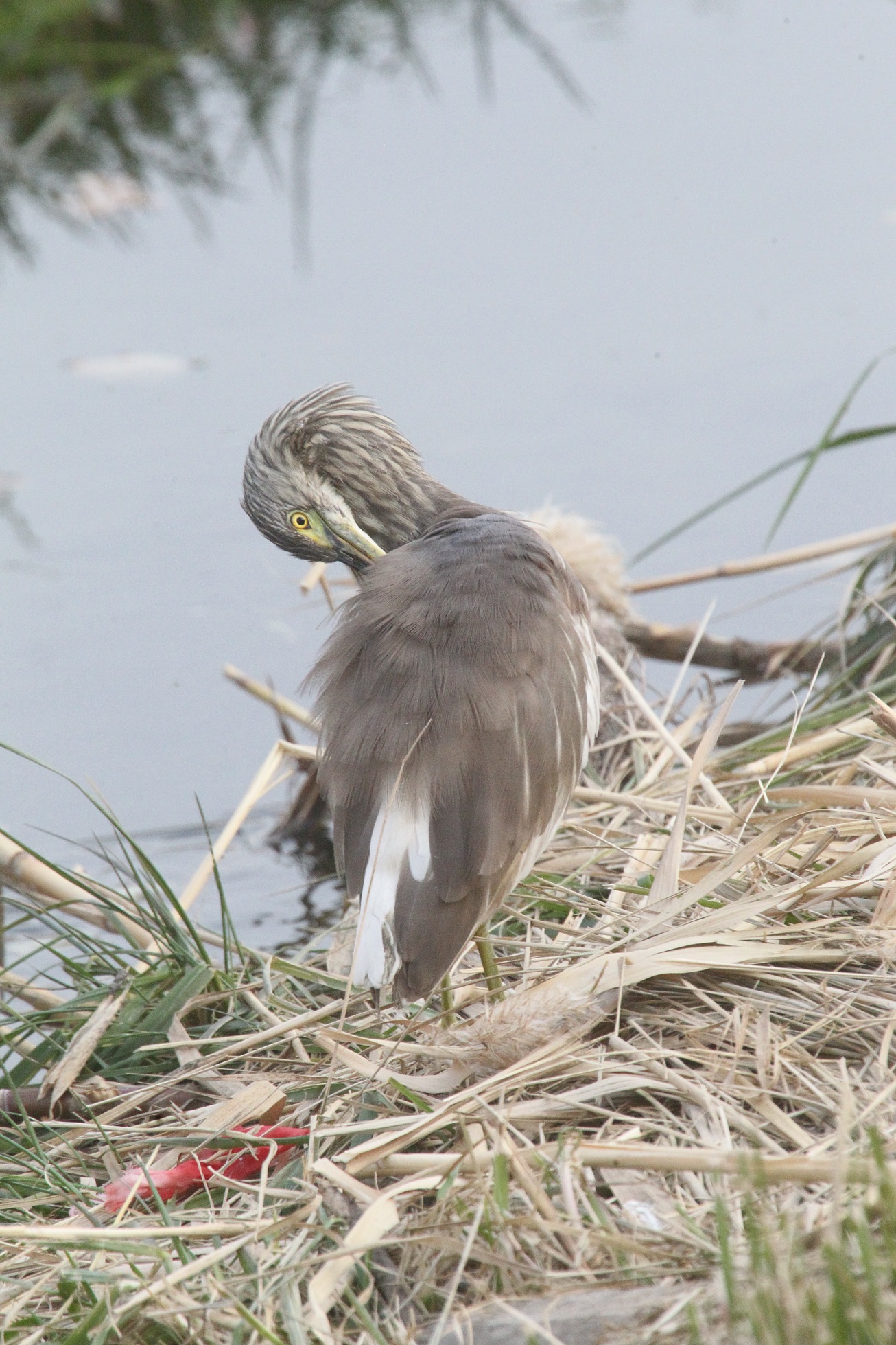 梳妆打扮 马鸣 摄_8314a.jpg