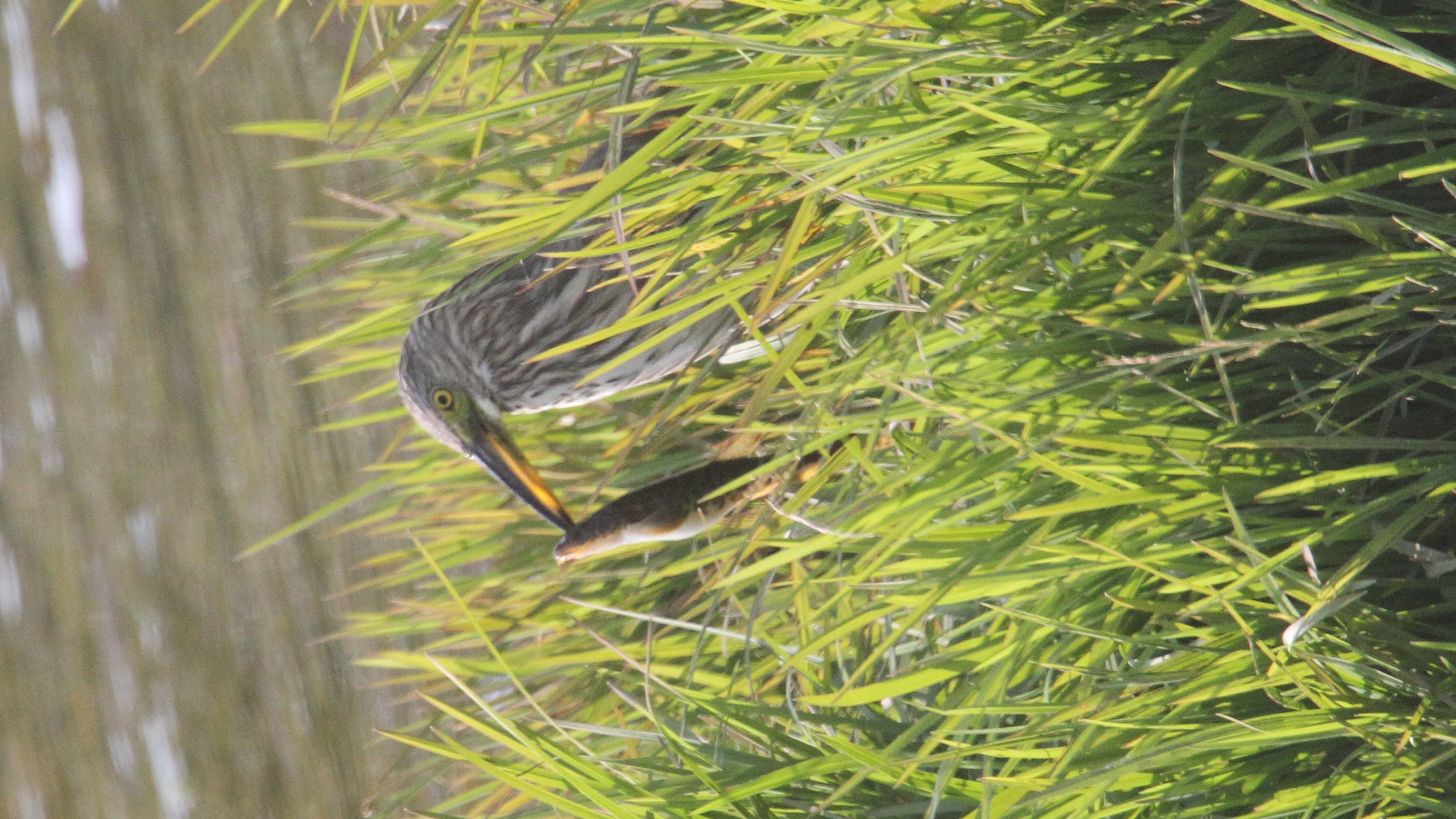 鱼 马鸣 摄_8463b.jpg