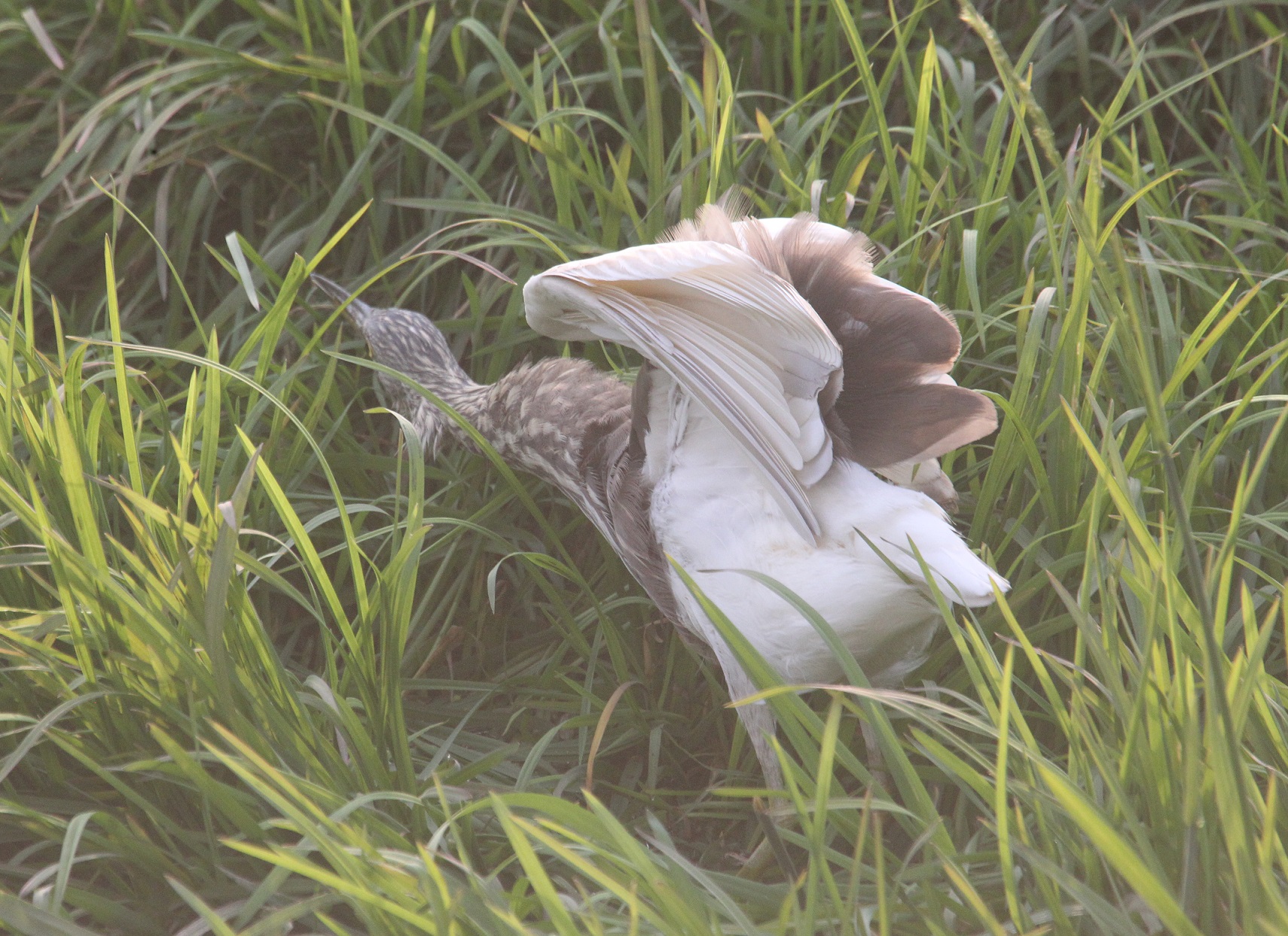 伸展 马鸣摄_7818a.jpg