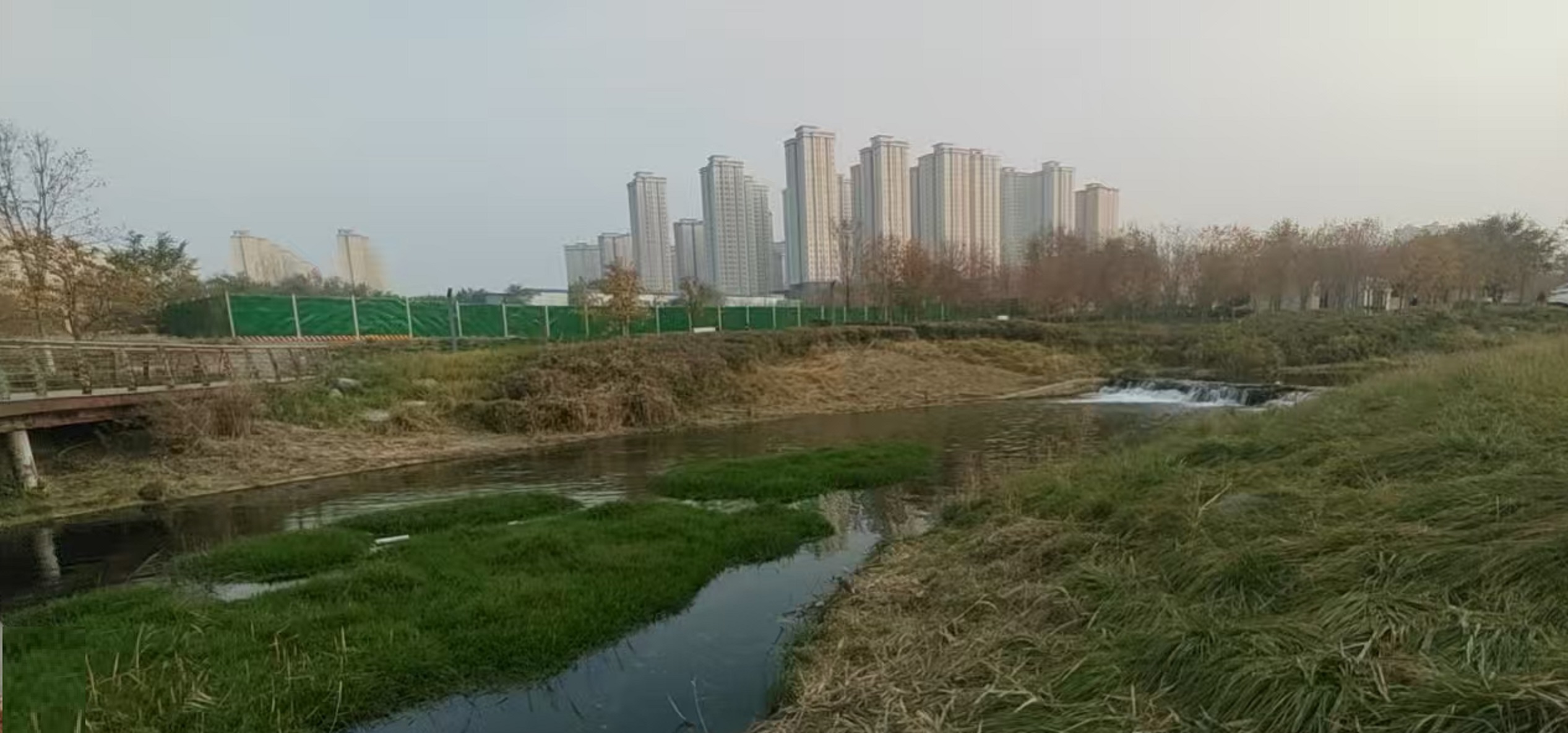 水磨河 印度池鹭 马鸣 摄_20251027a.jpg