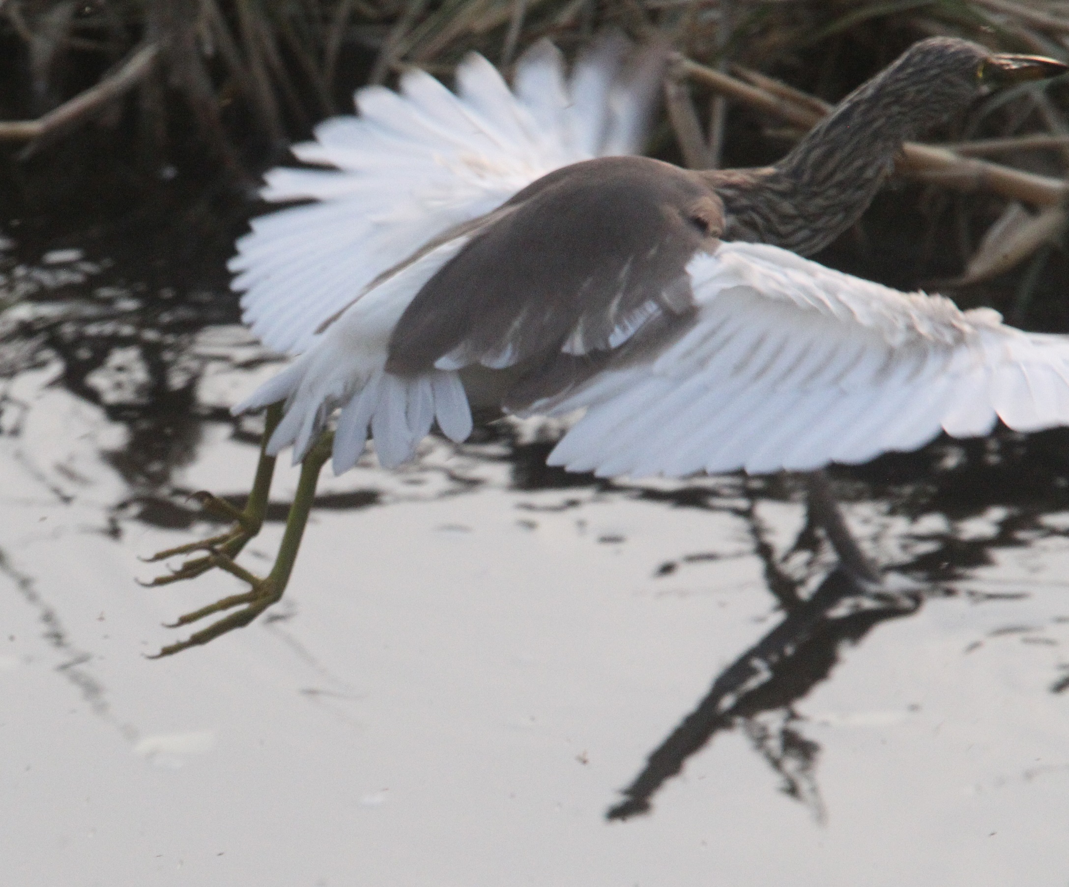 起飞 马鸣 摄_8129a.jpg