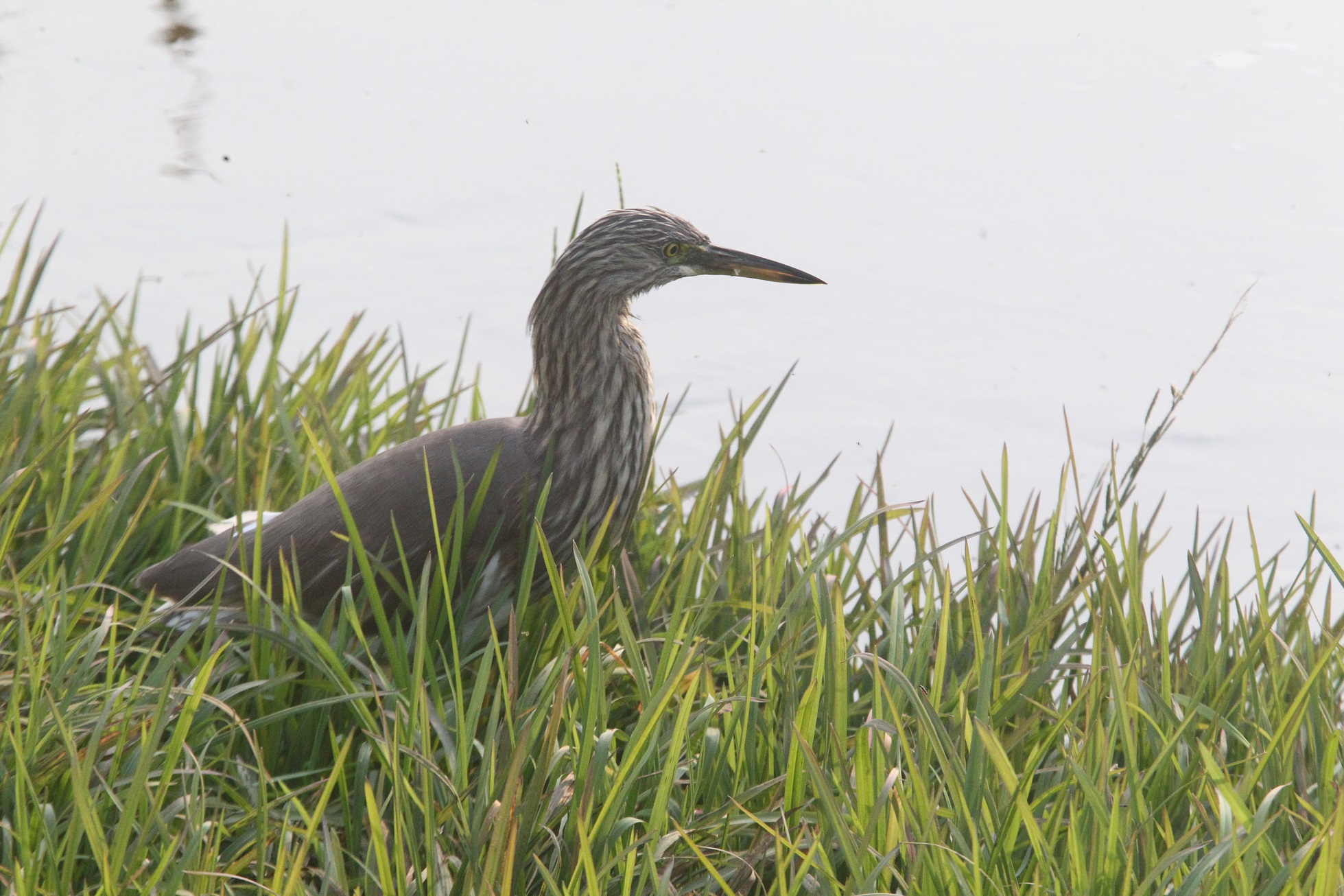 印度池鹭 马鸣 摄_8106a.jpg
