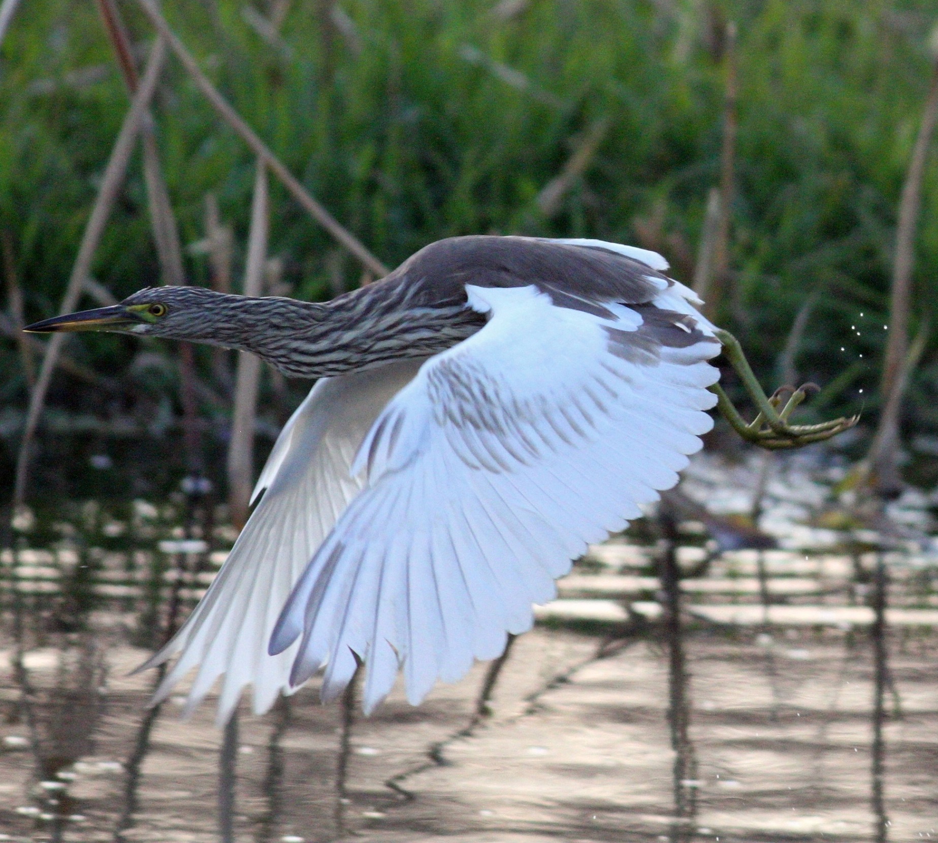 飞行 徐峰摄_20251030a.jpg