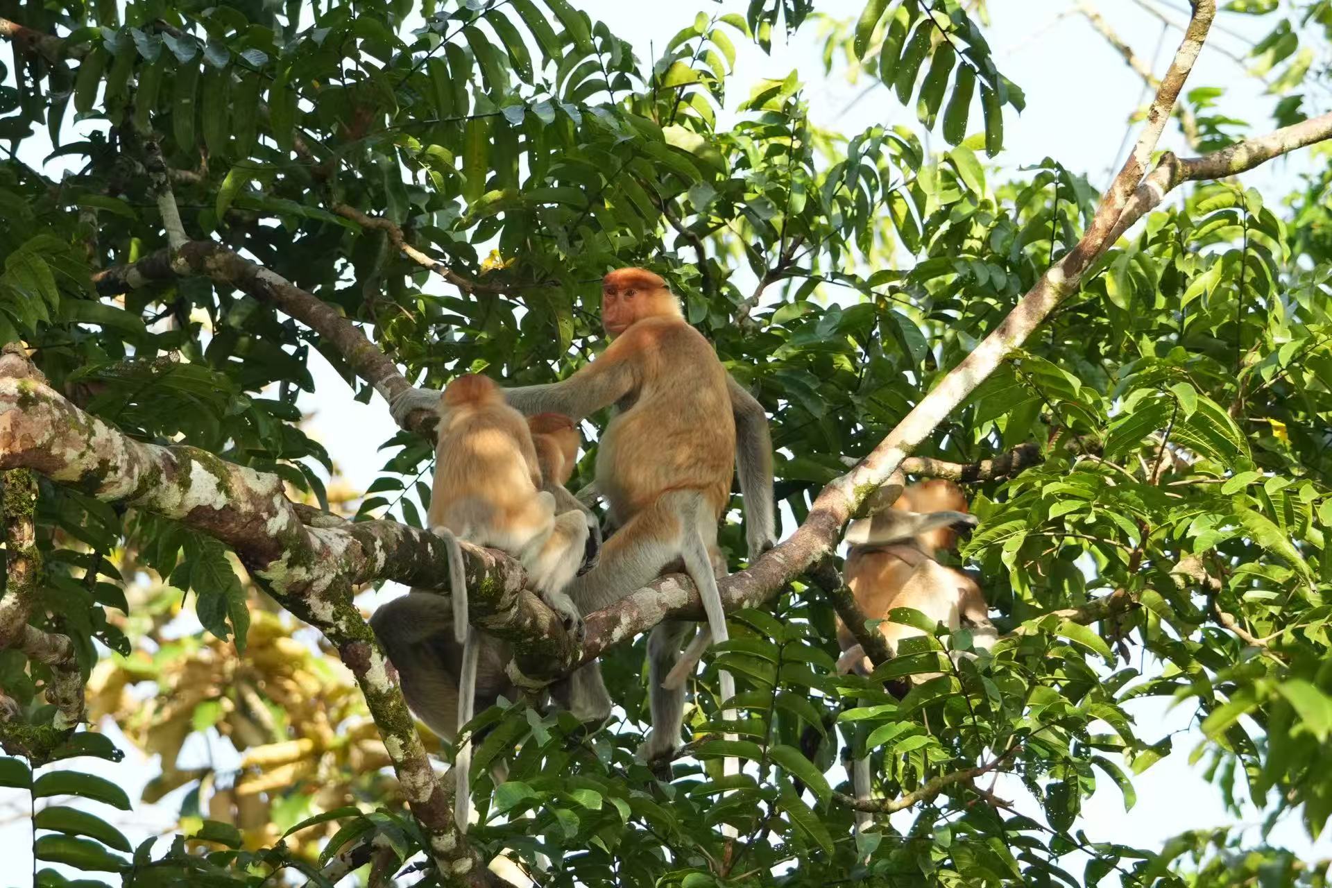 ͼ17 ���Ǻ�һ��.jpg