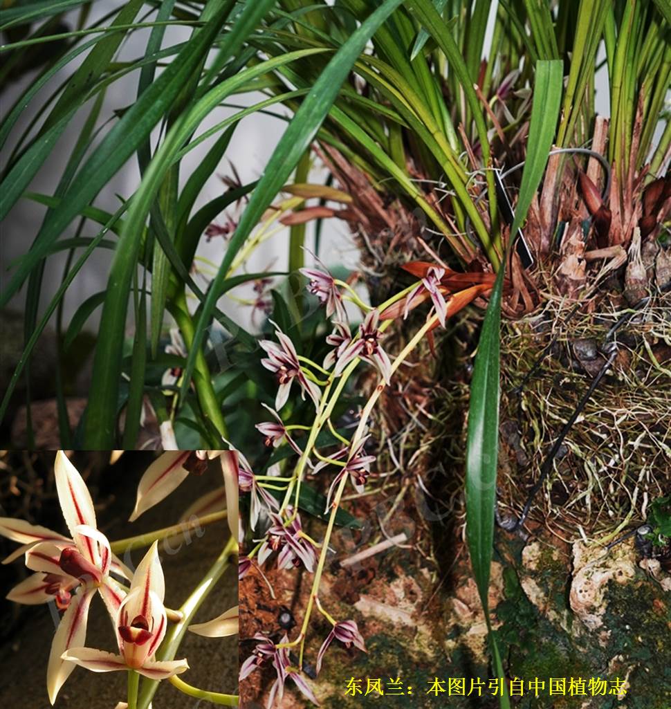 东凤兰.jpg