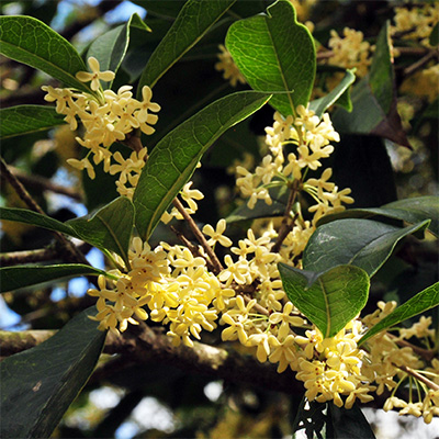  Osmanthus fragrans f. thunbergii.jpg