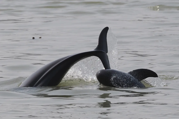 长江南京段两头江豚跃出水面.png