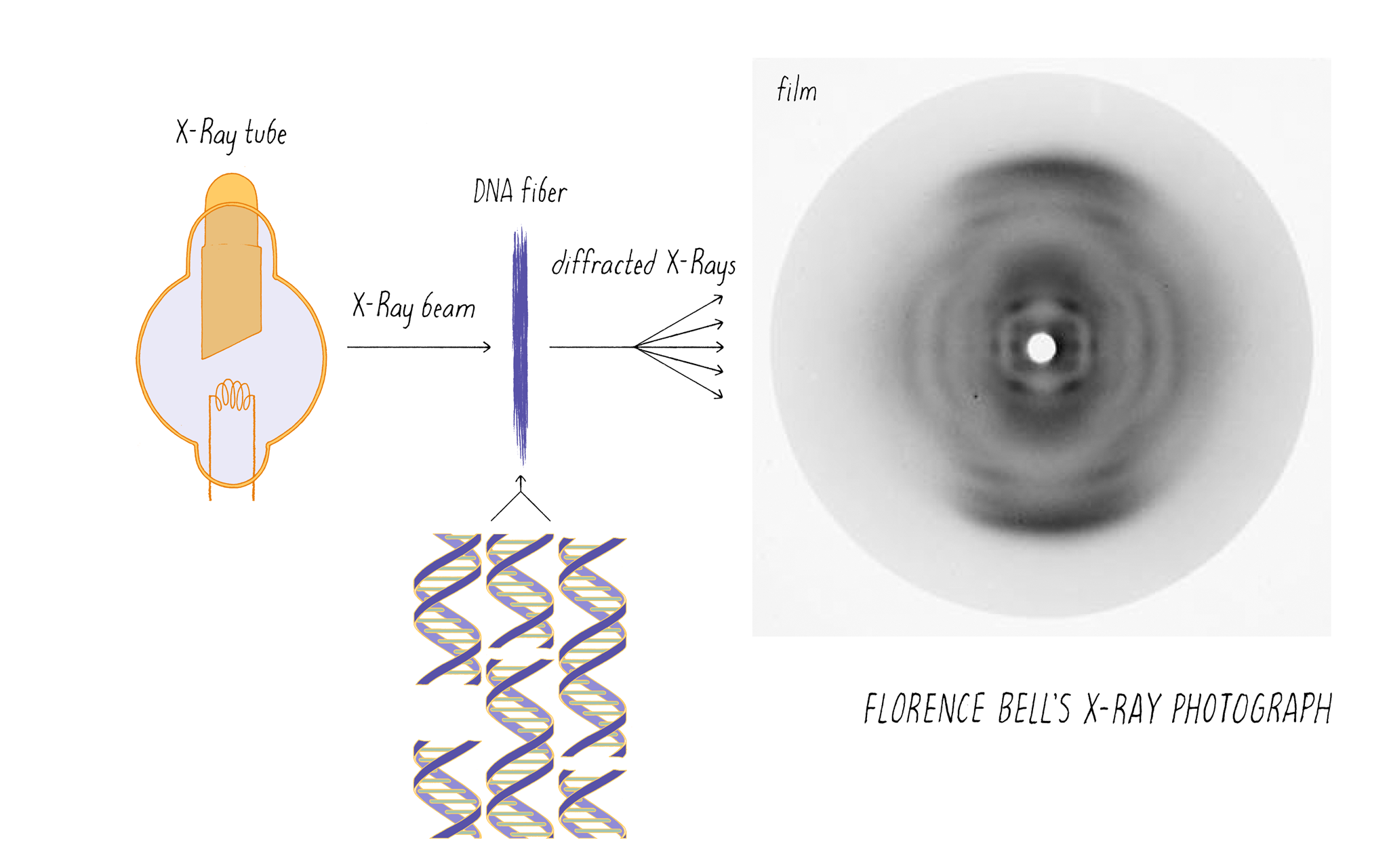 RV4.DNA.DiffractionProcessIV.DP.RGB_副本.png