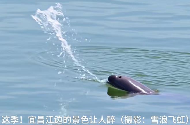 江豚吹浪,雪浪飞虹摄于长江宜昌段,2025-11-22发布视频截图2.png