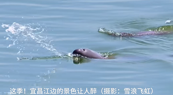 江豚吹浪,雪浪飞虹摄于长江宜昌段,2025-11-22发布视频截图1.png
