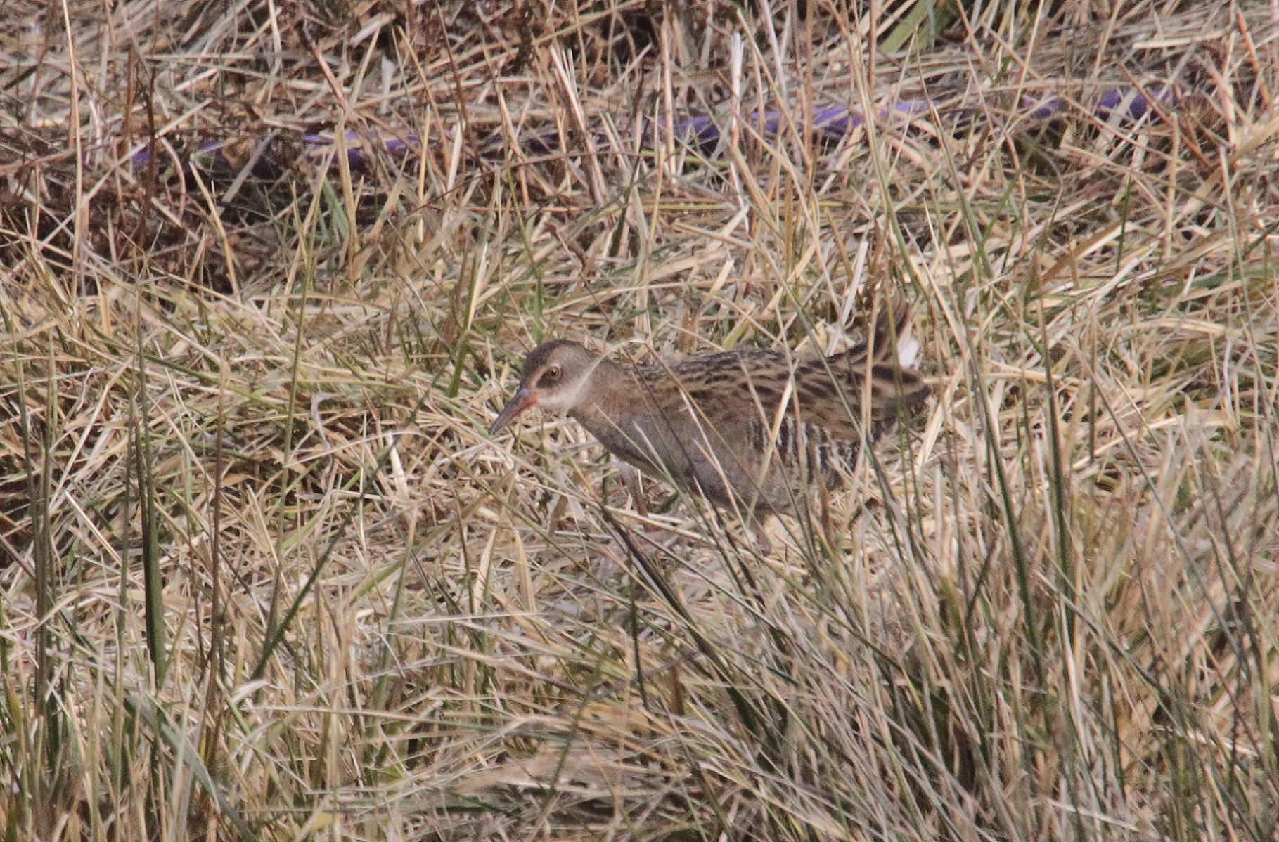 西草地奔跑 马鸣摄_1008a.jpg