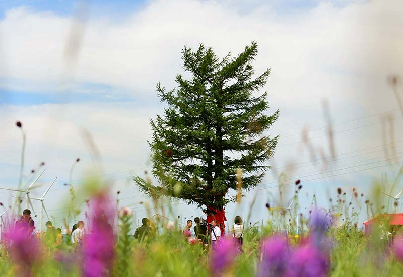 2017-07-12 拍摄的“功勋树”.jpg
