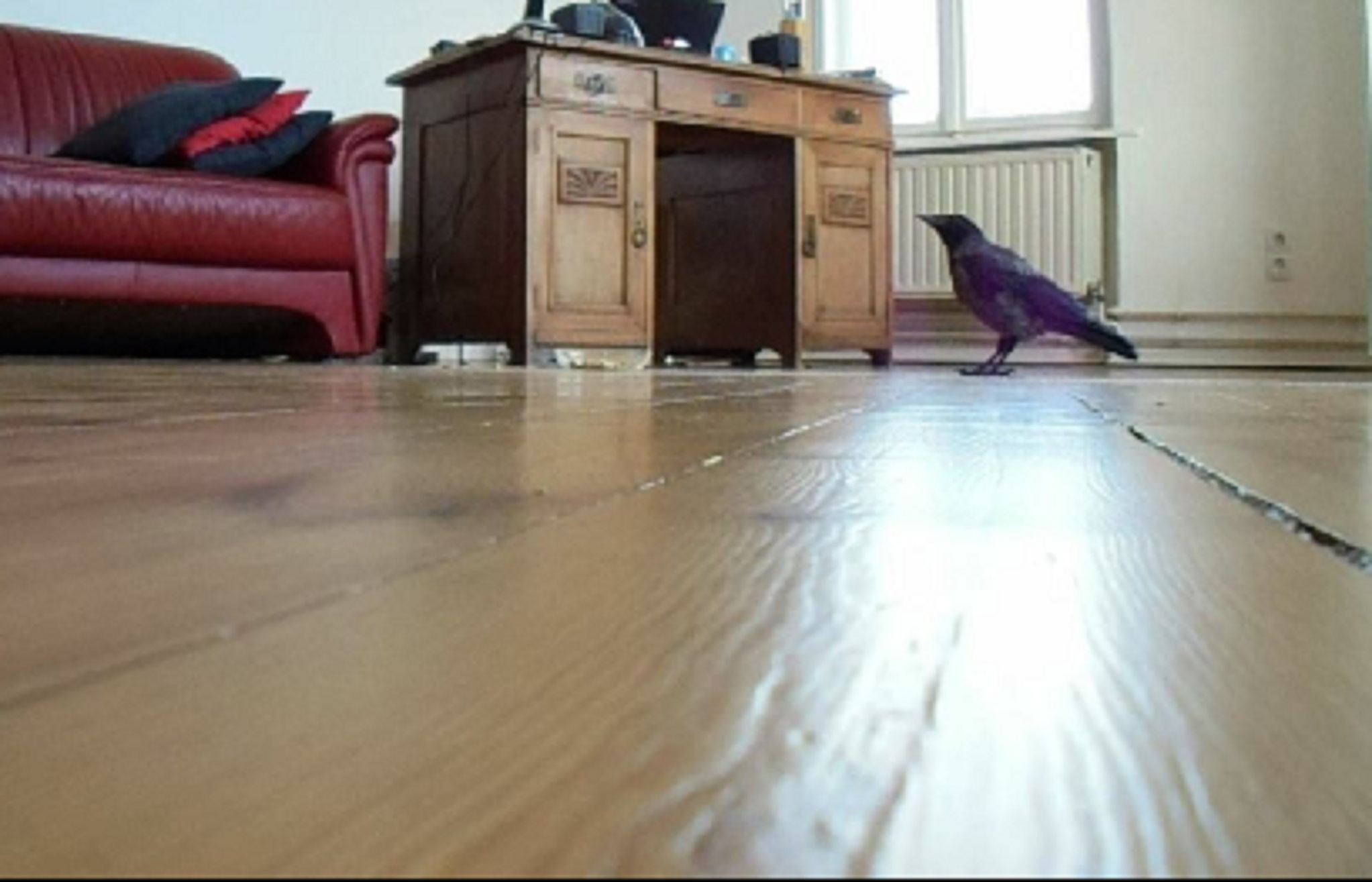 a man & stories with Hooded Crows 20251217f by Ulrich.jpg