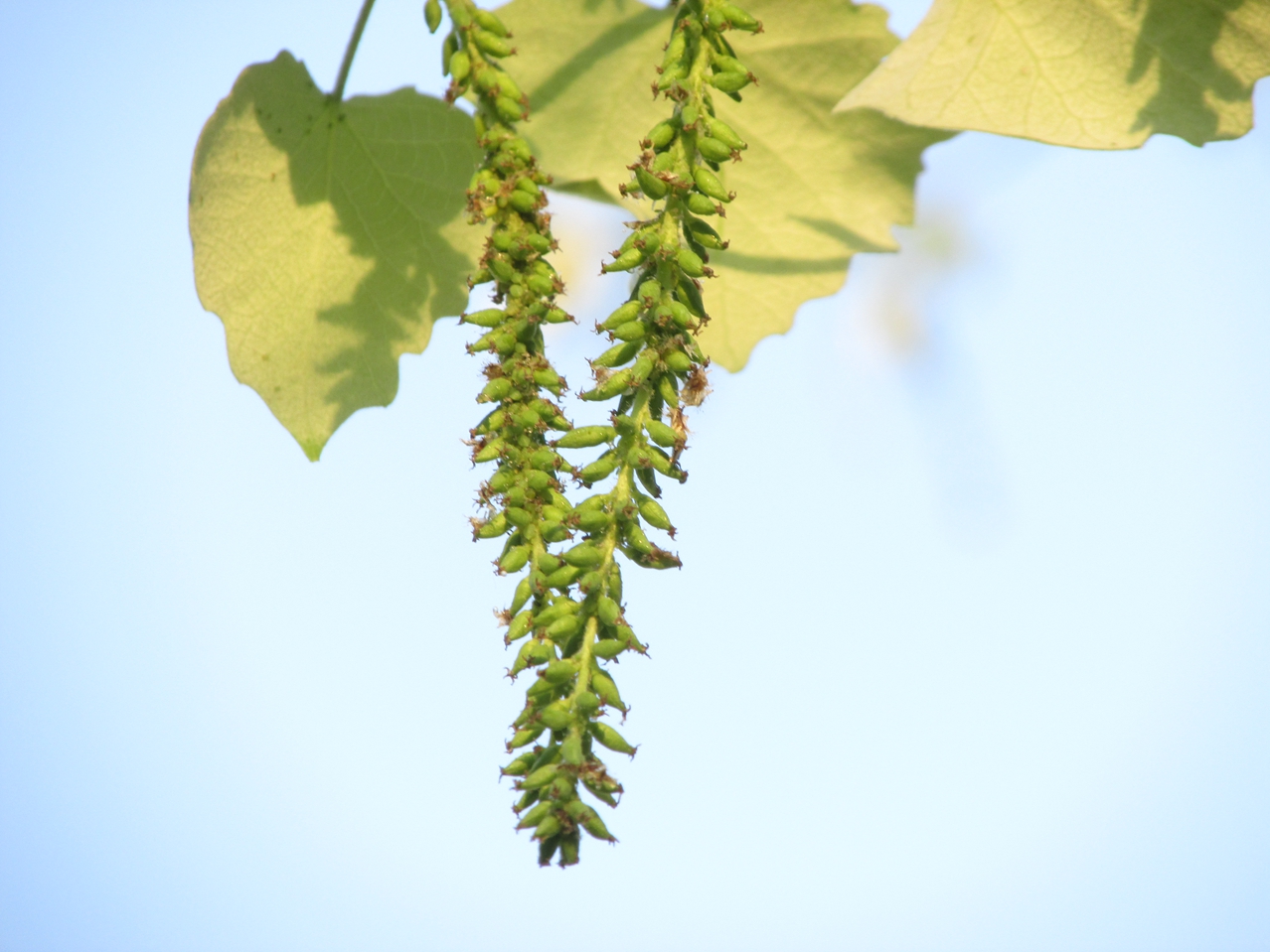 ������ 10 IMG_3425_����.jpg