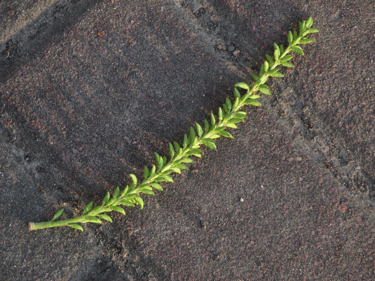 ������ 09 IMG_3412_����.jpg