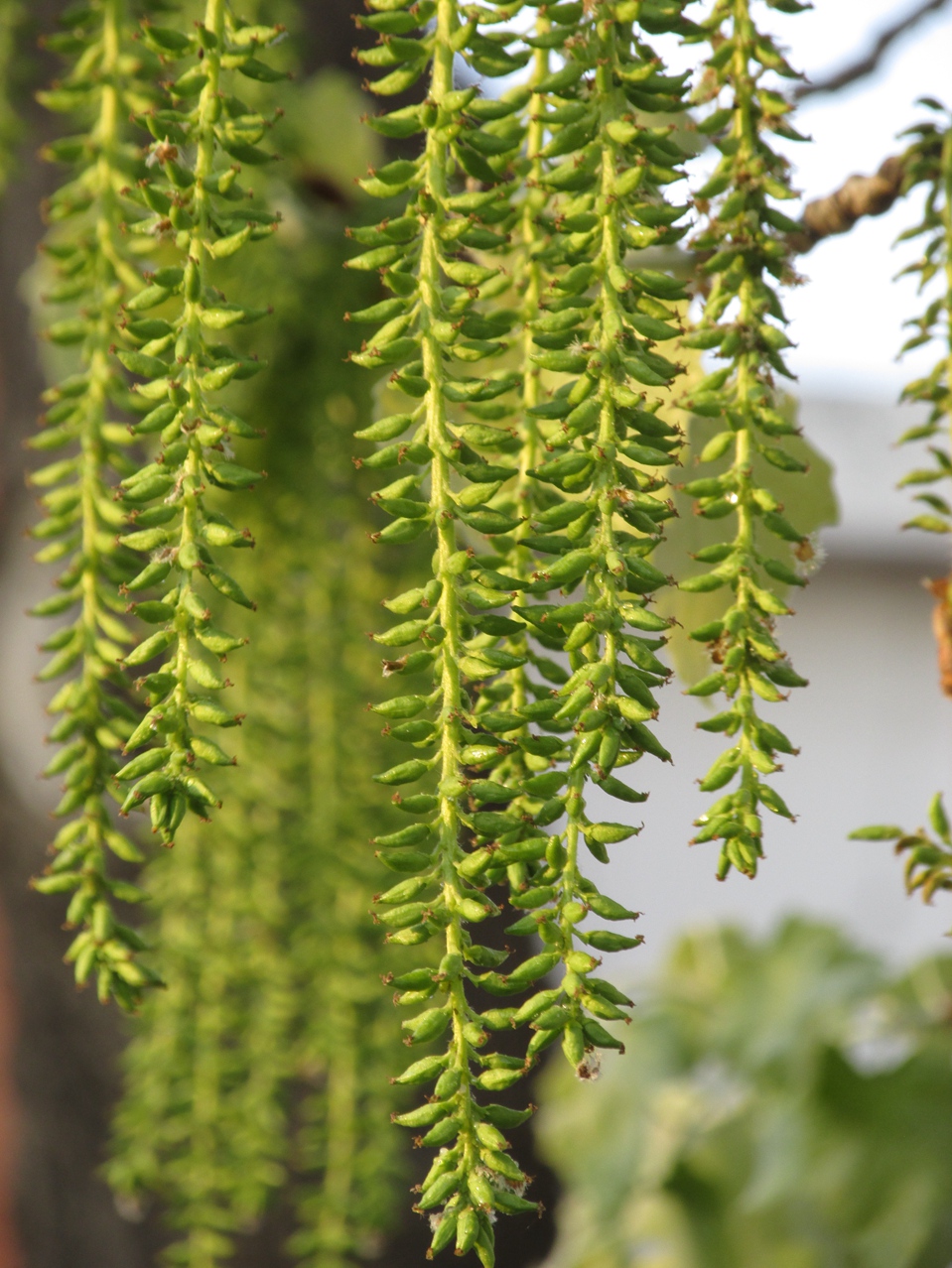 ������ 08 IMG_3410_����.jpg