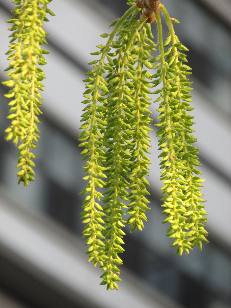 ������ 07 IMG_3403_����.jpg