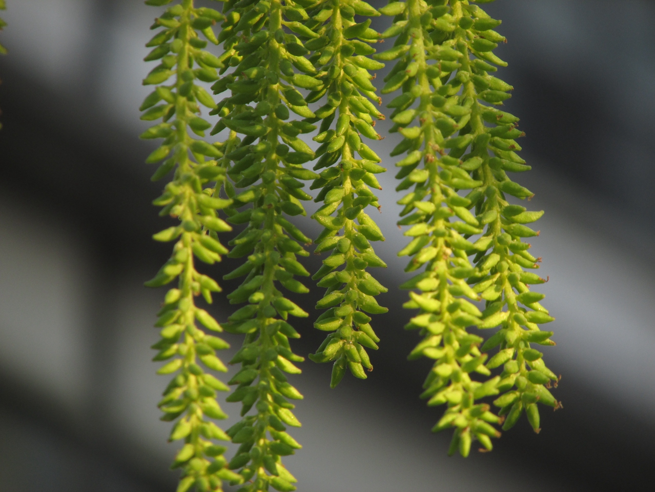 ������ 06 IMG_3397_����.jpg