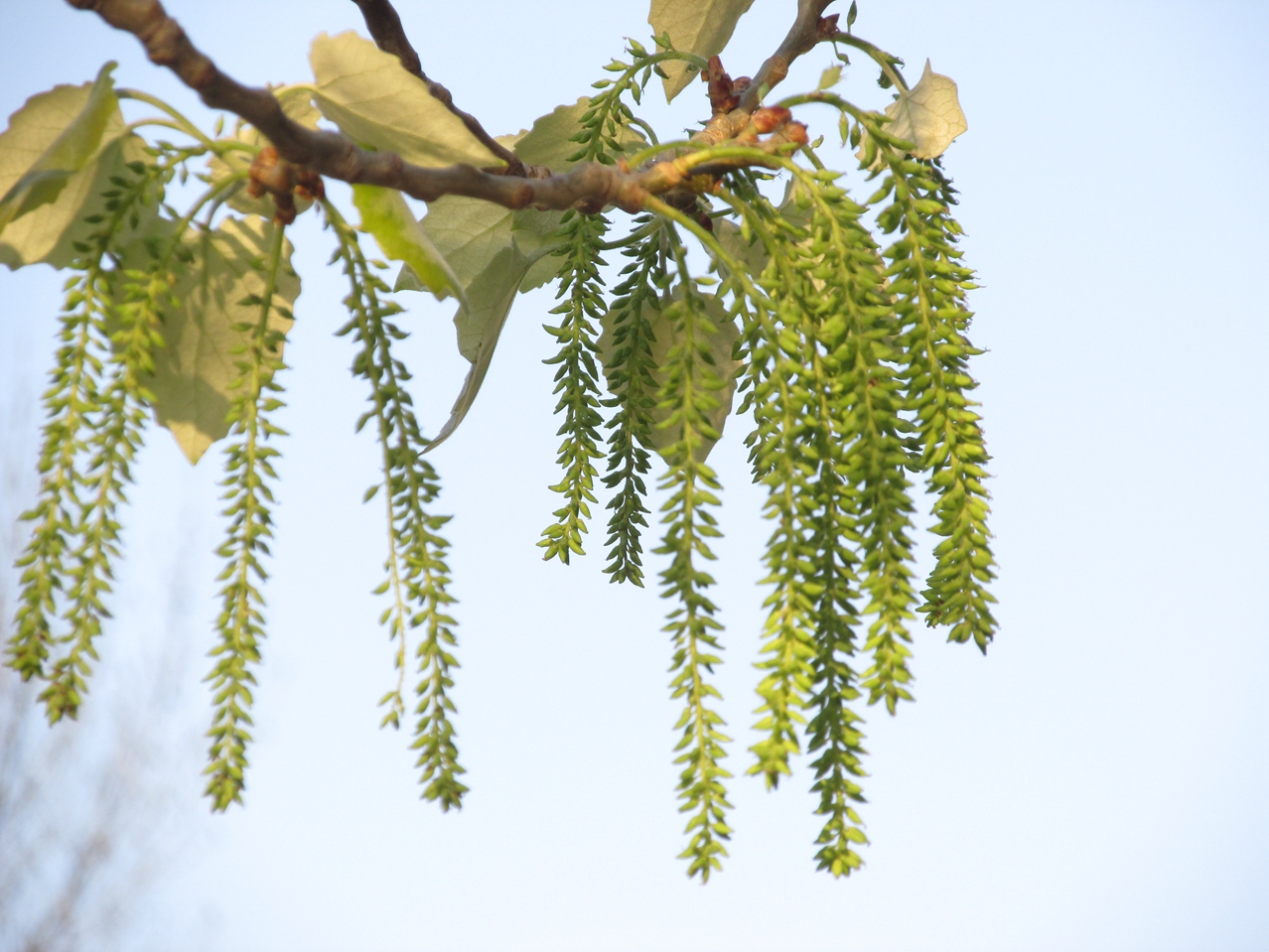 ������ 05 IMG_3395_����.jpg