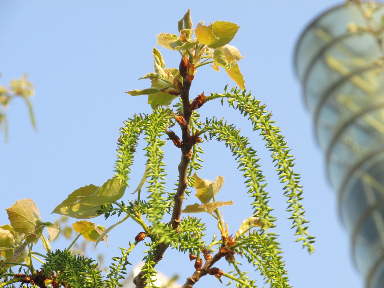 ������ 04 IMG_3384_����.jpg