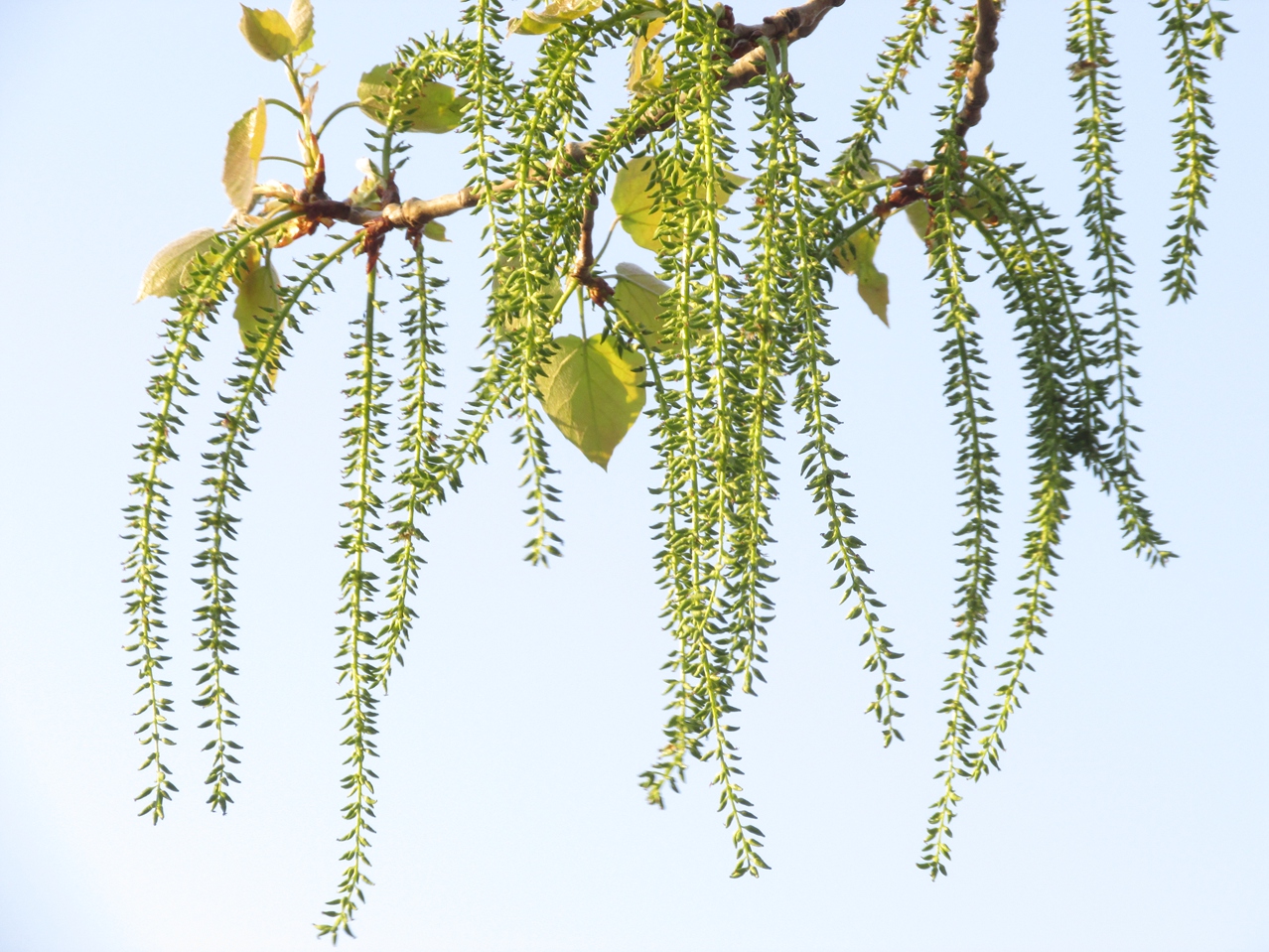 ������ 02 IMG_3381_����.jpg