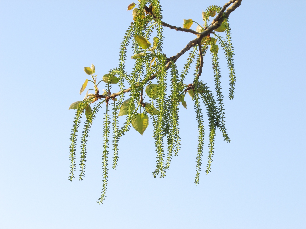 ������ 01 IMG_3379_����.jpg