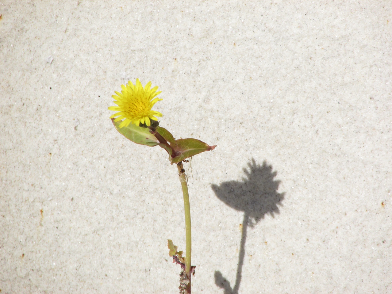 �� 02 IMG_5454_����.jpg