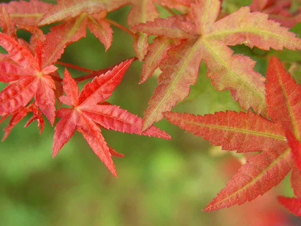100槭树科 鸡爪槭Acer palmatum Thunb (2)_副本.jpg