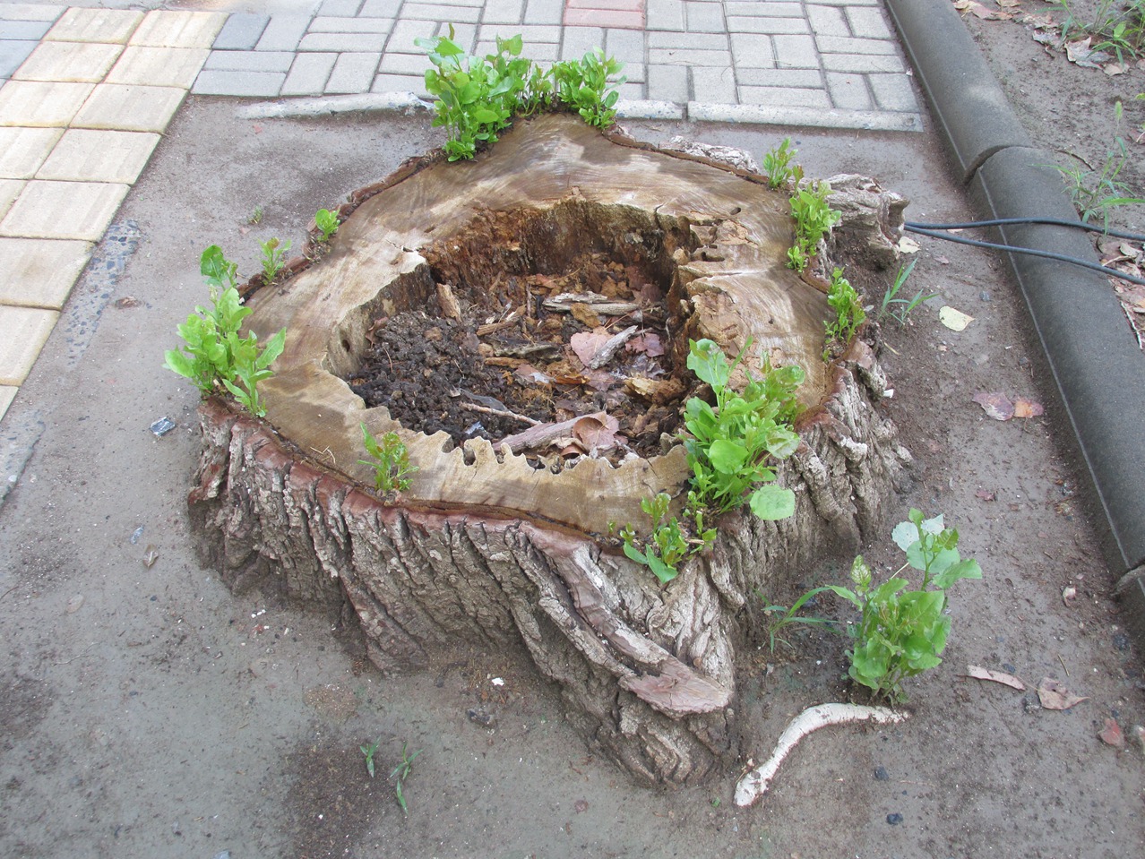 �� 07 IMG_6095_����.jpg