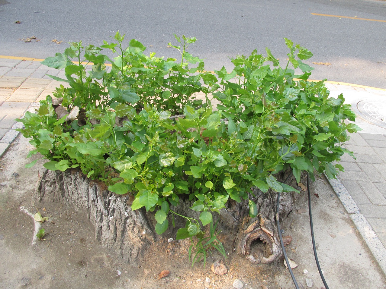 �� 09 IMG_6698_����.jpg